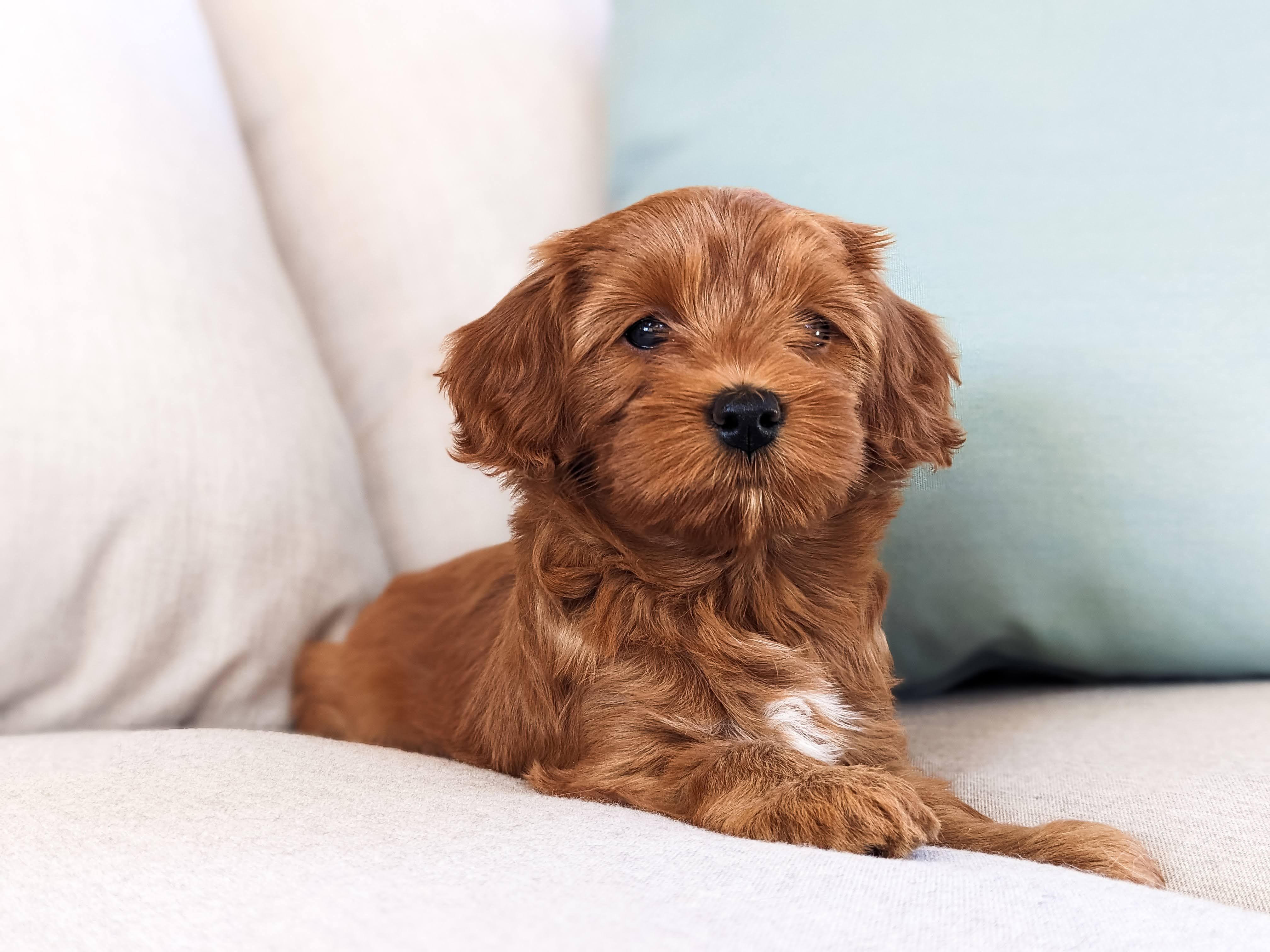 Cavapoo Breed Standards Explained