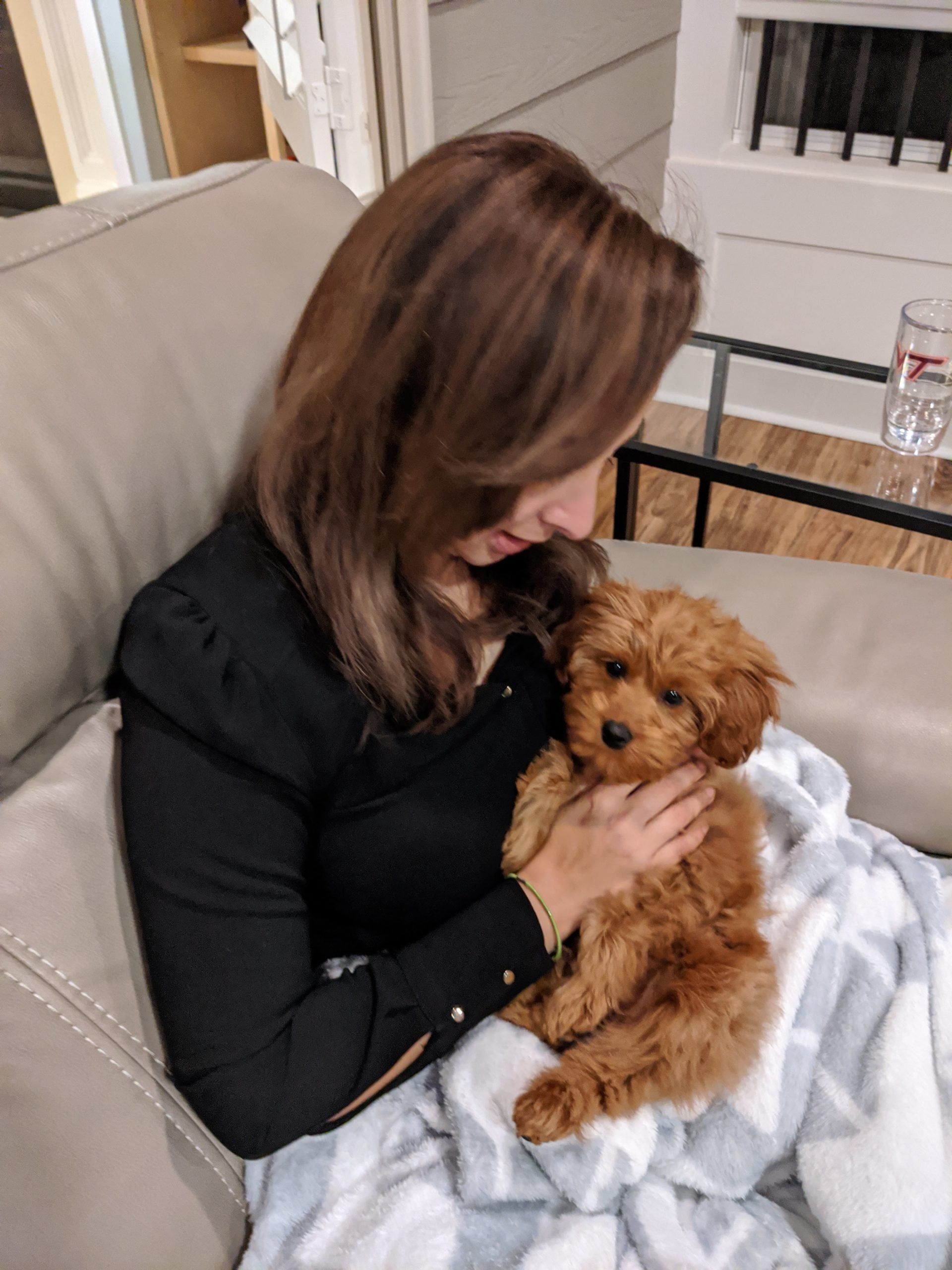 Puppy early socialization activities