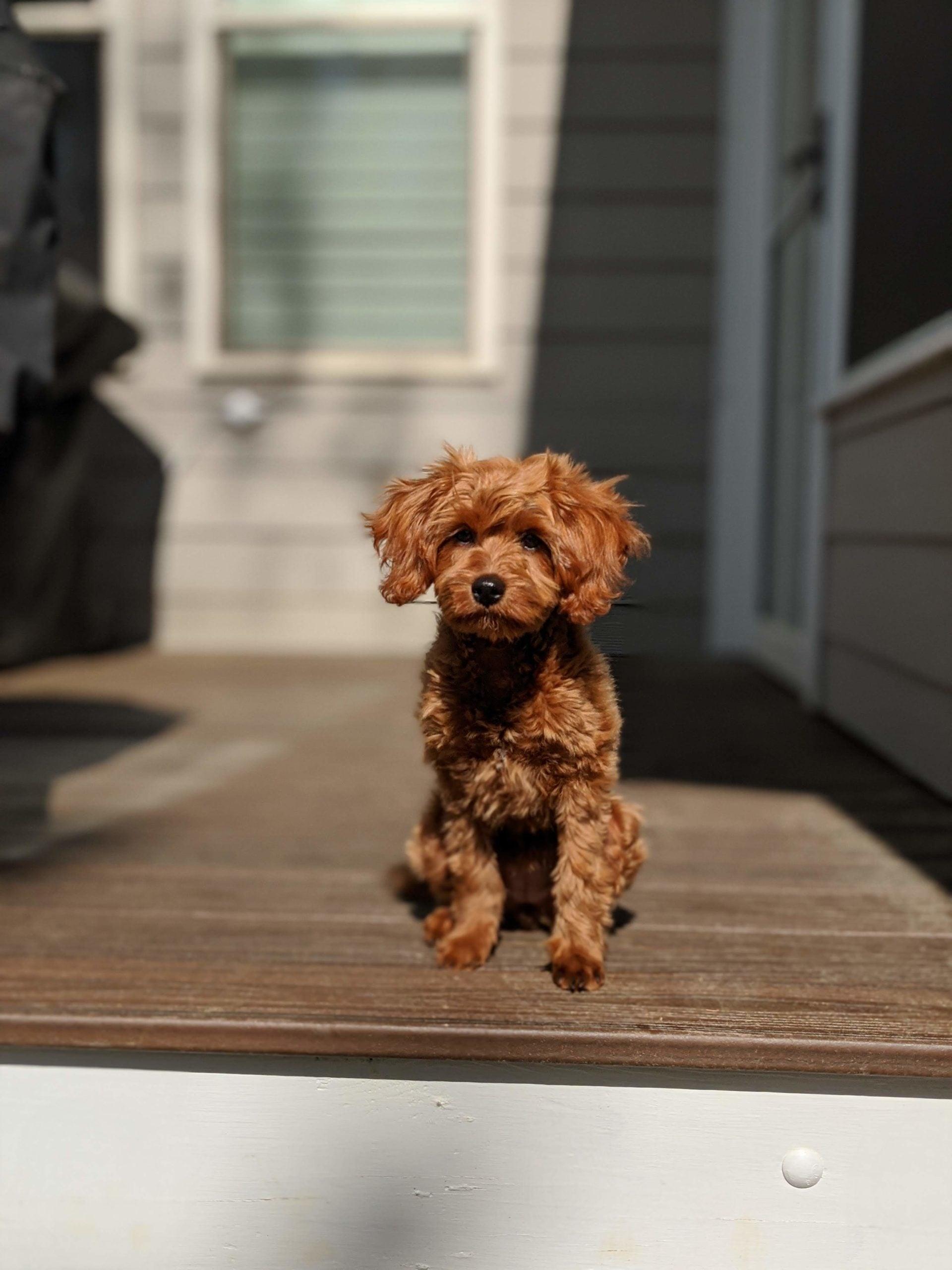 Happy puppy ready for their gotcha day