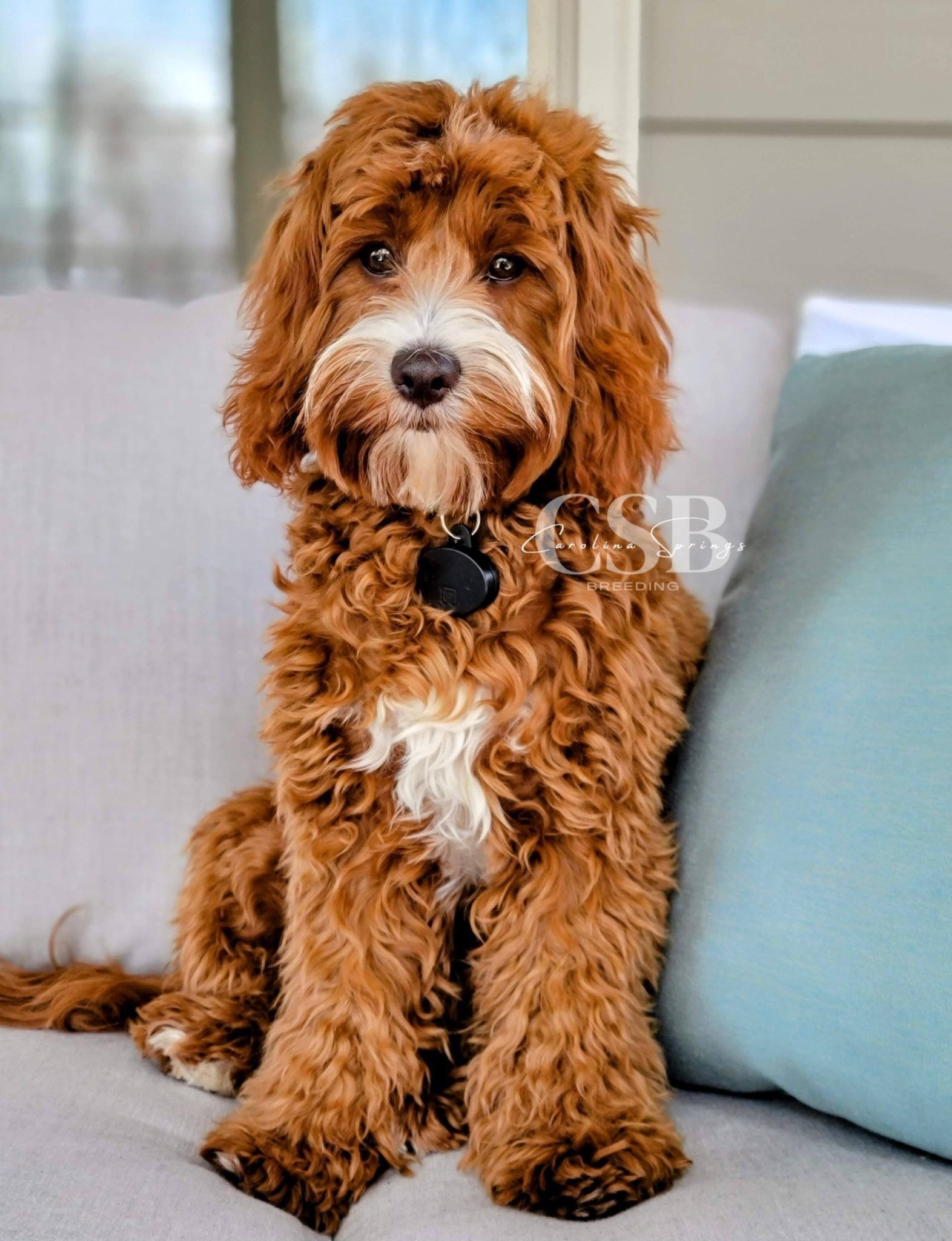 Honey Bee - Carolina Springs Breeding Cavapoo