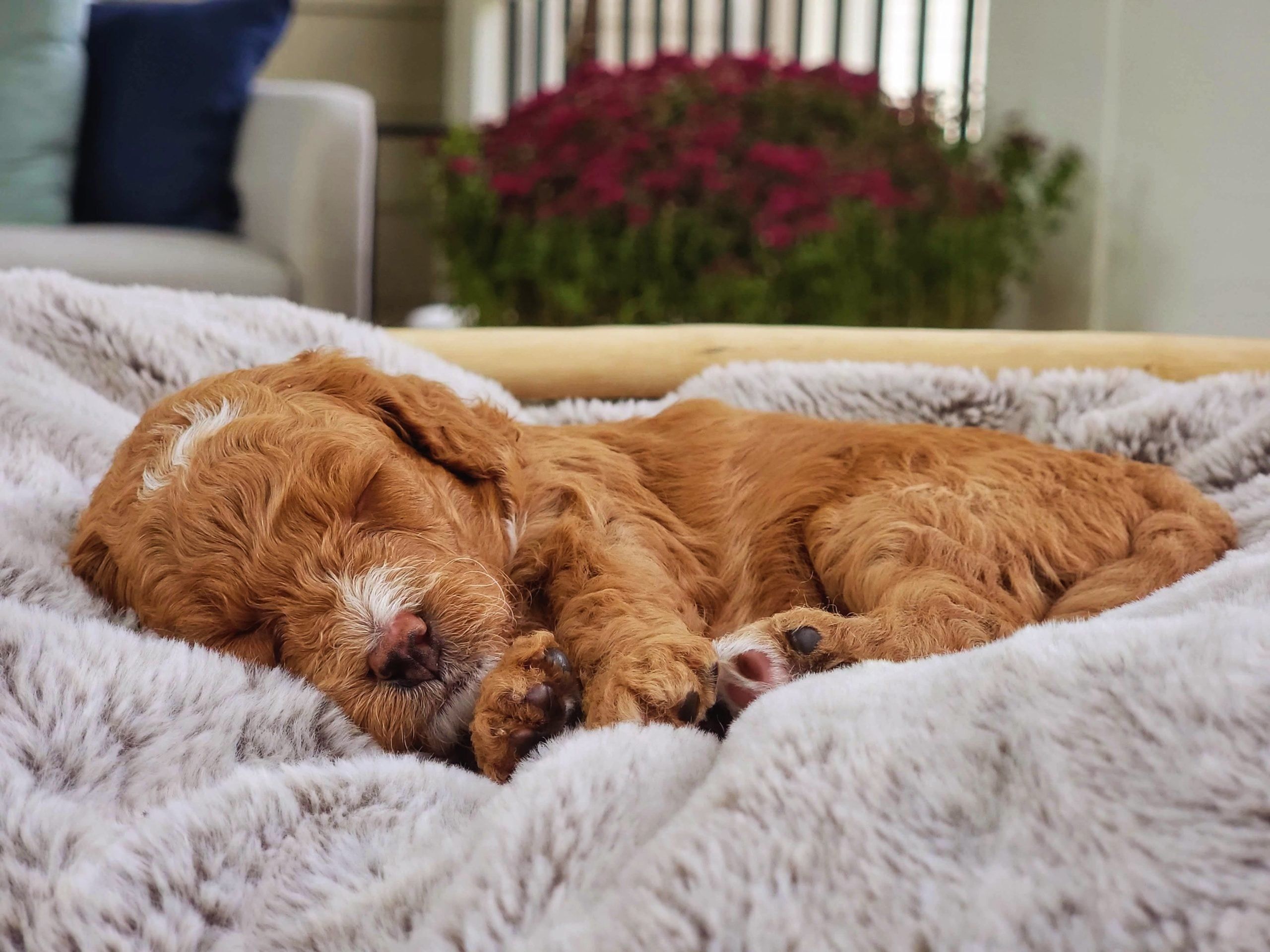 Comprehensive puppy socialization program