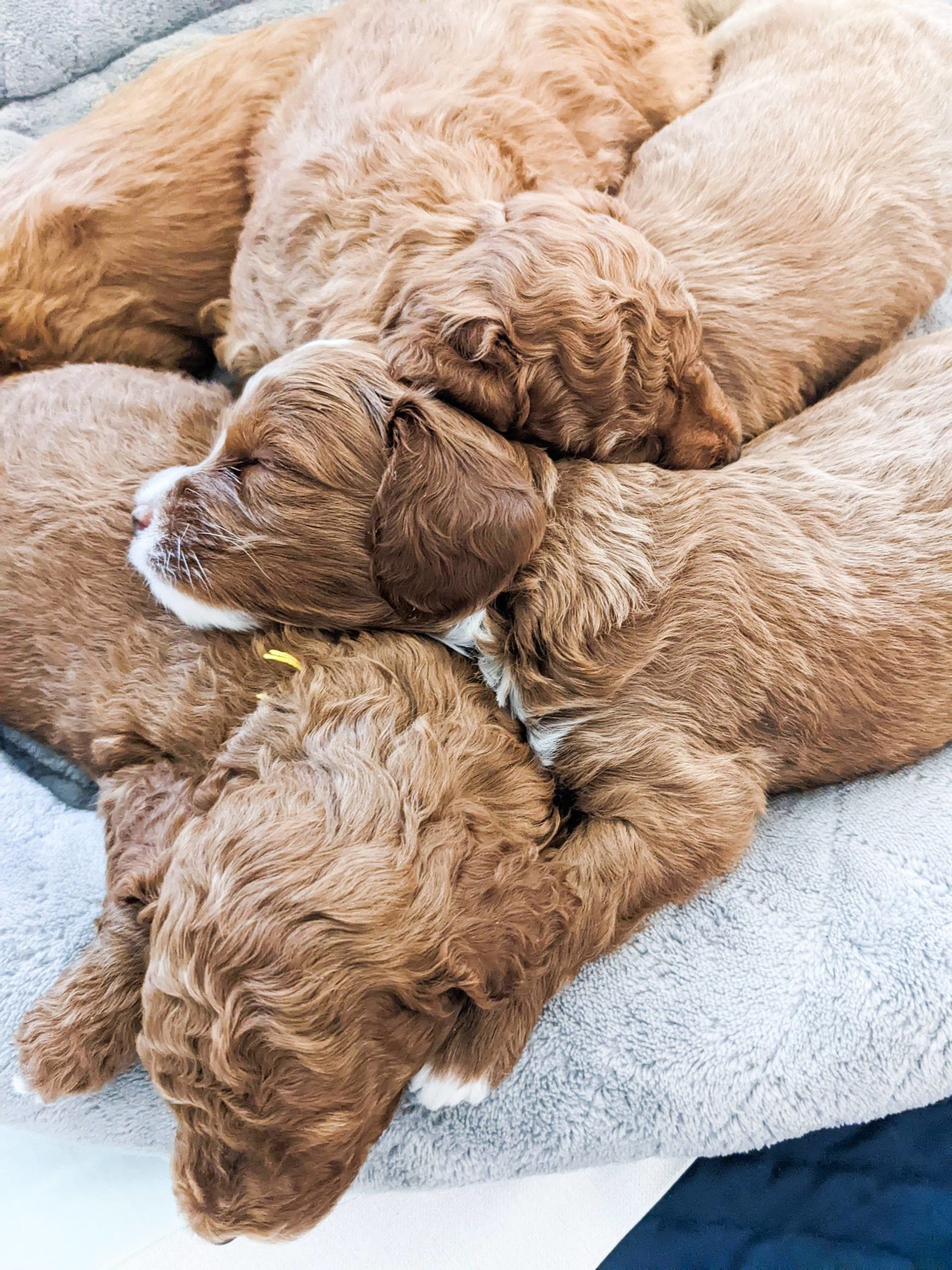Early puppy training and neurological stimulation