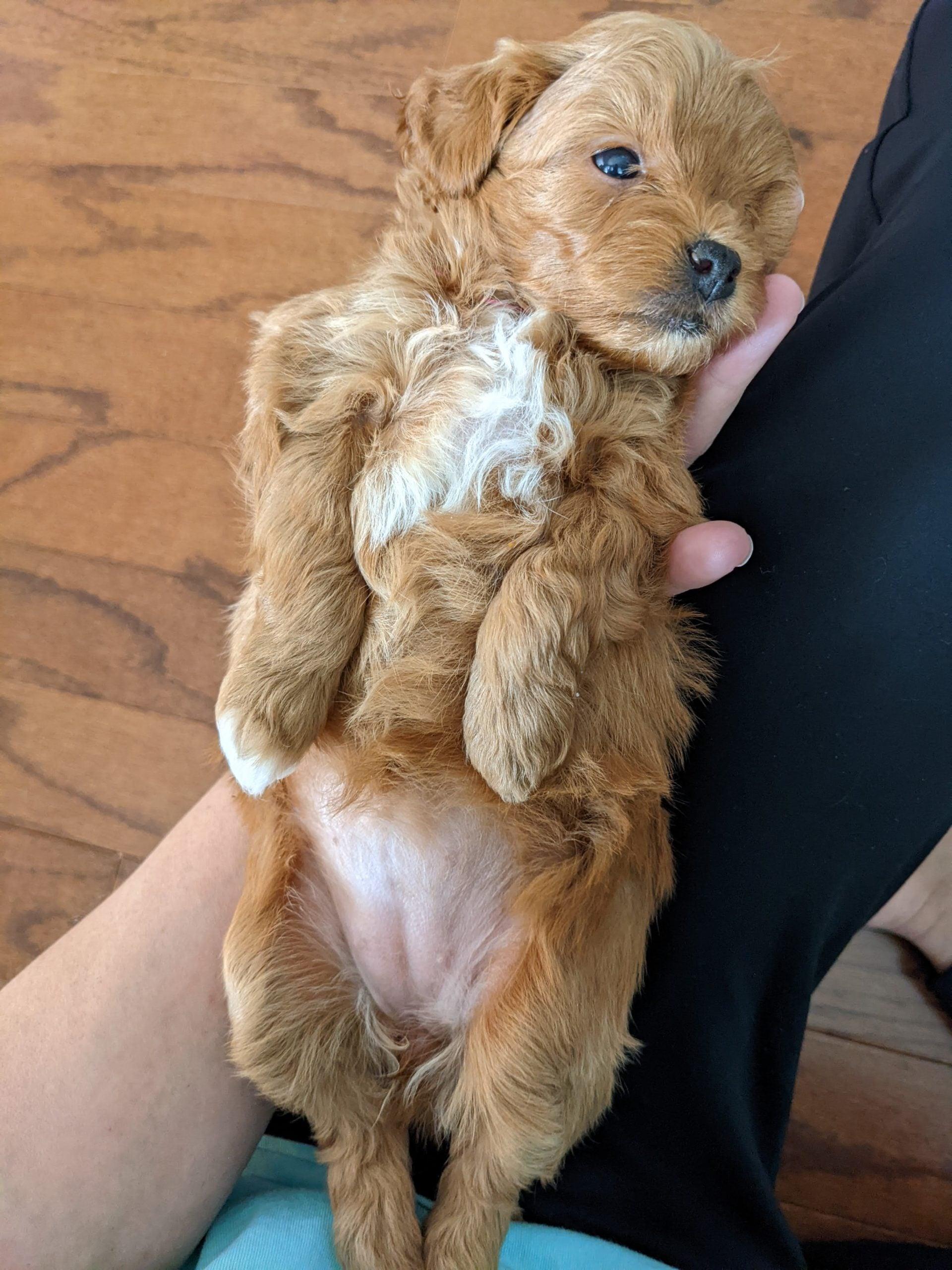 ESI and Superdog training program with very young puppy