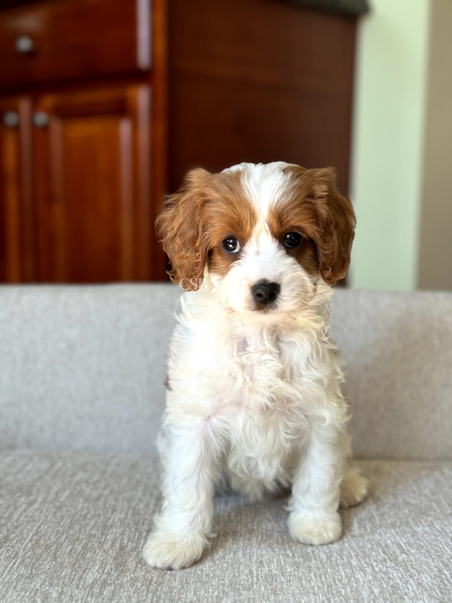 Hazel Grace - Carolina Springs Breeding Cavapoo