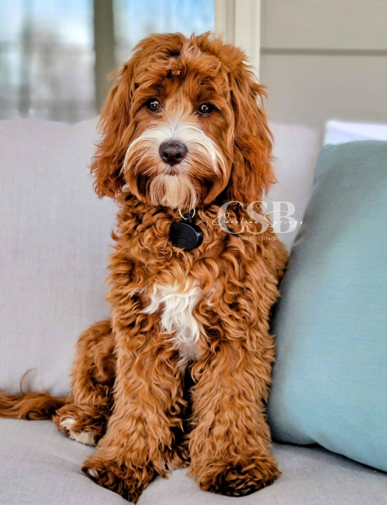 Honey Bee - Carolina Springs Breeding Cavapoo
