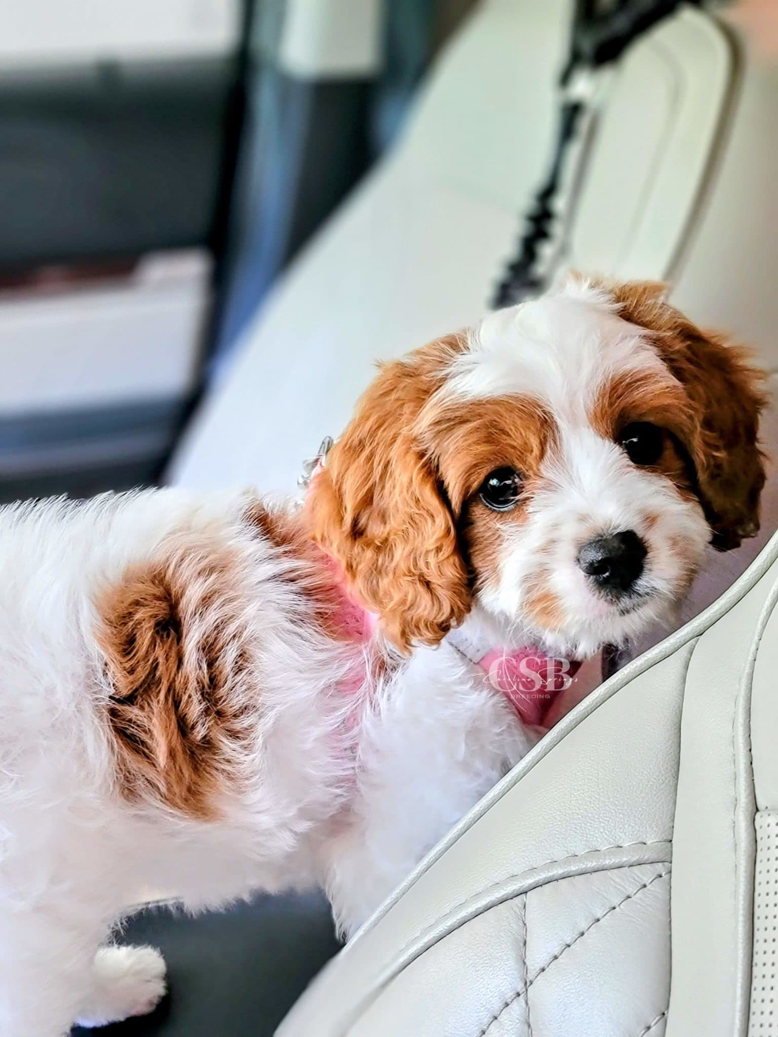 Lucy - Carolina Springs Breeding Cavapoo