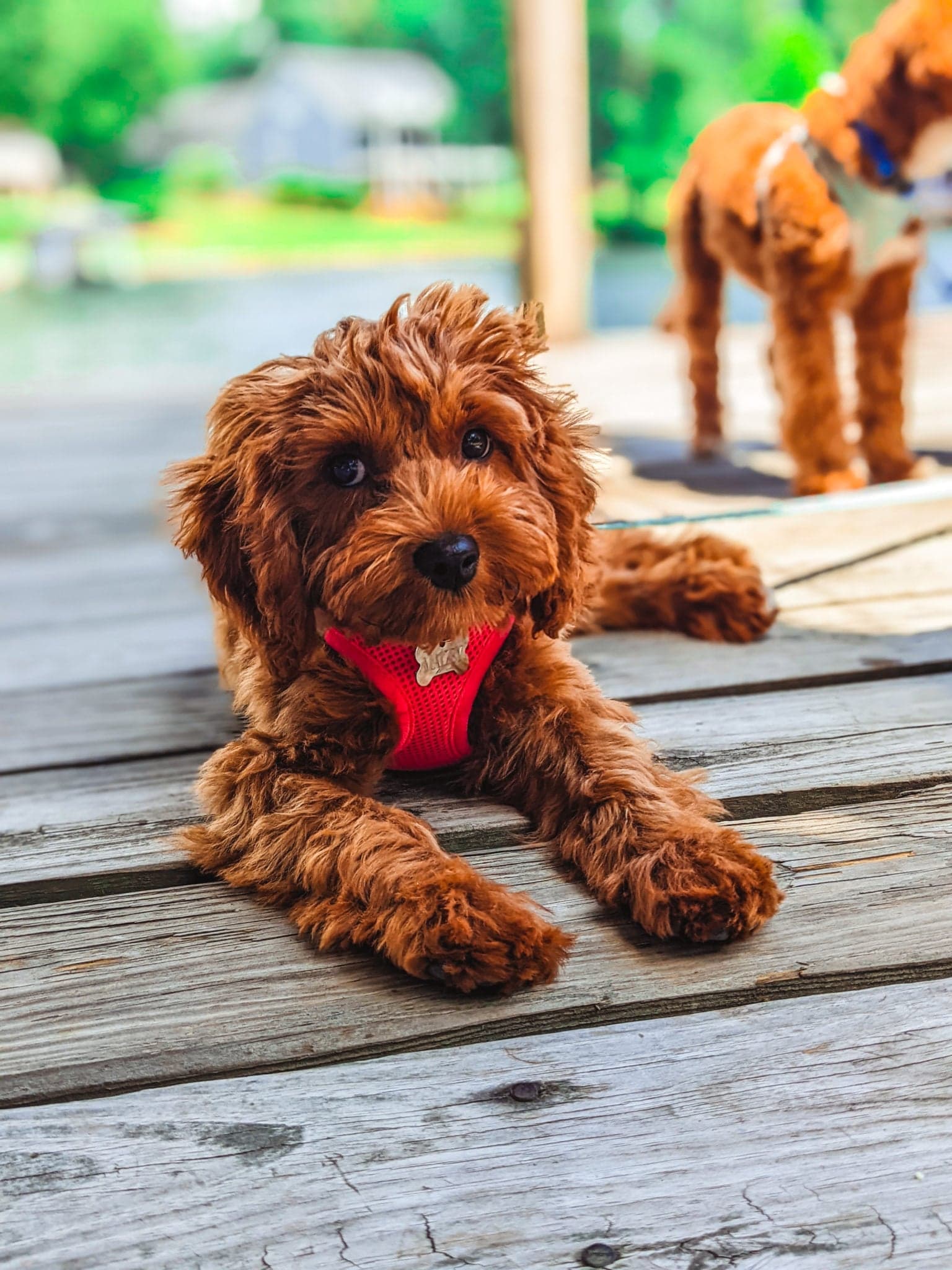 Maizey Quinn - Carolina Springs Breeding Cavapoo