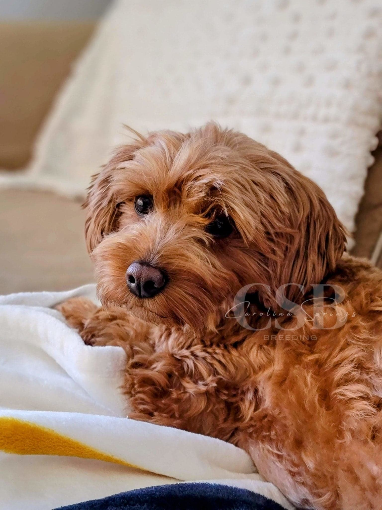 Mildred Wray - Carolina Springs Breeding Cavapoo