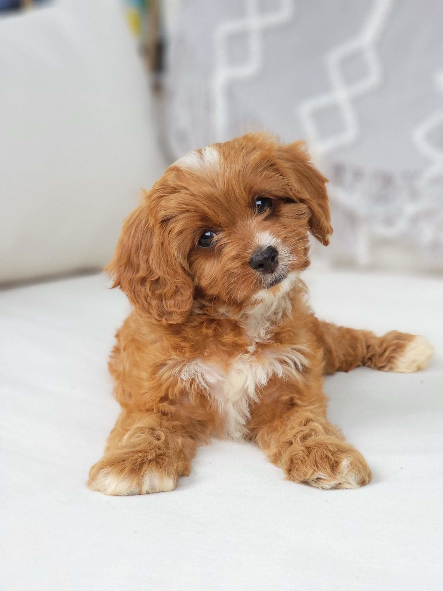 Remy Heart - Carolina Springs Breeding Cavapoo