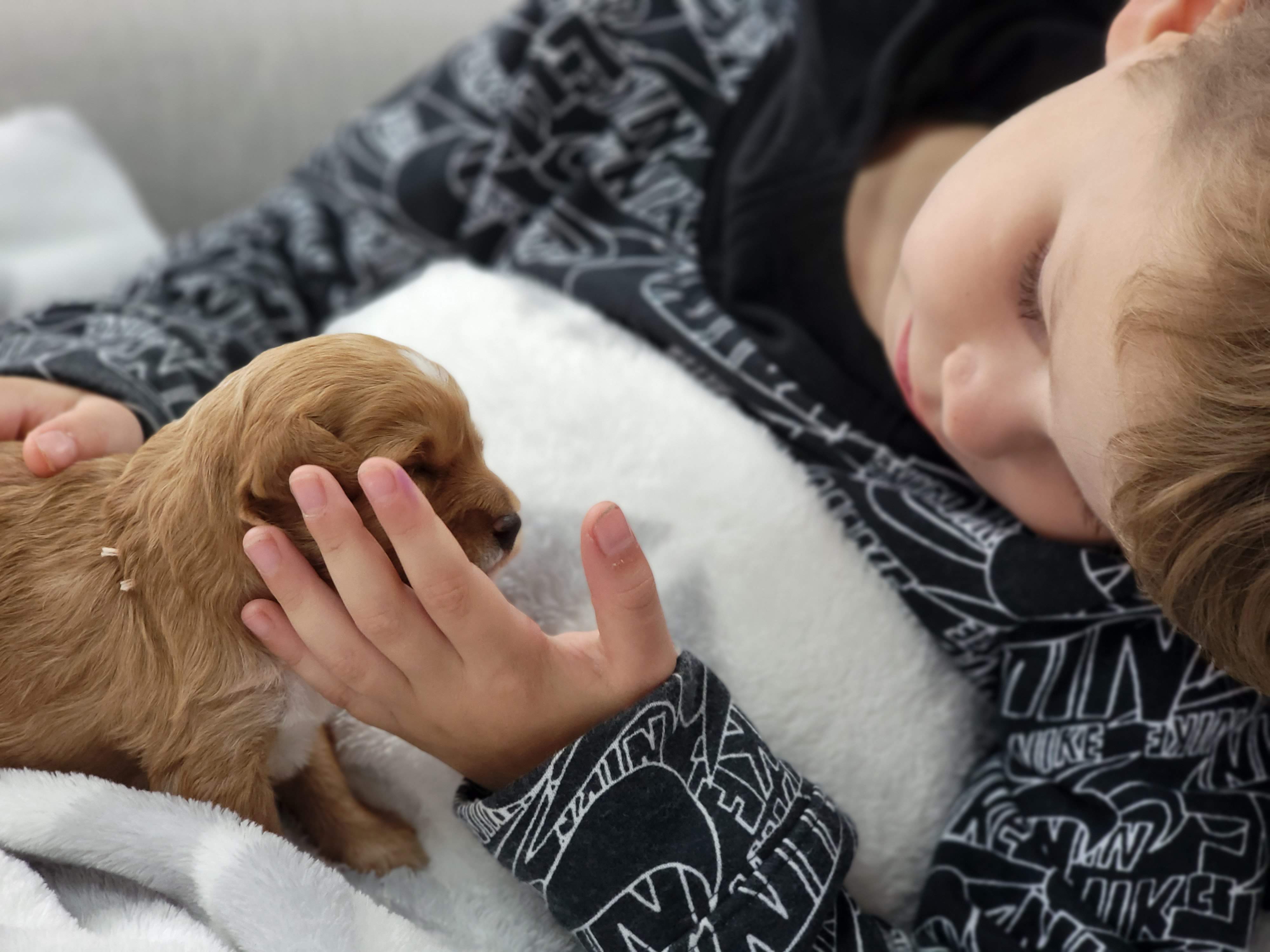 Young boy sharing loving looks with his Cavapoo puppy from Carolina Springs Breeding