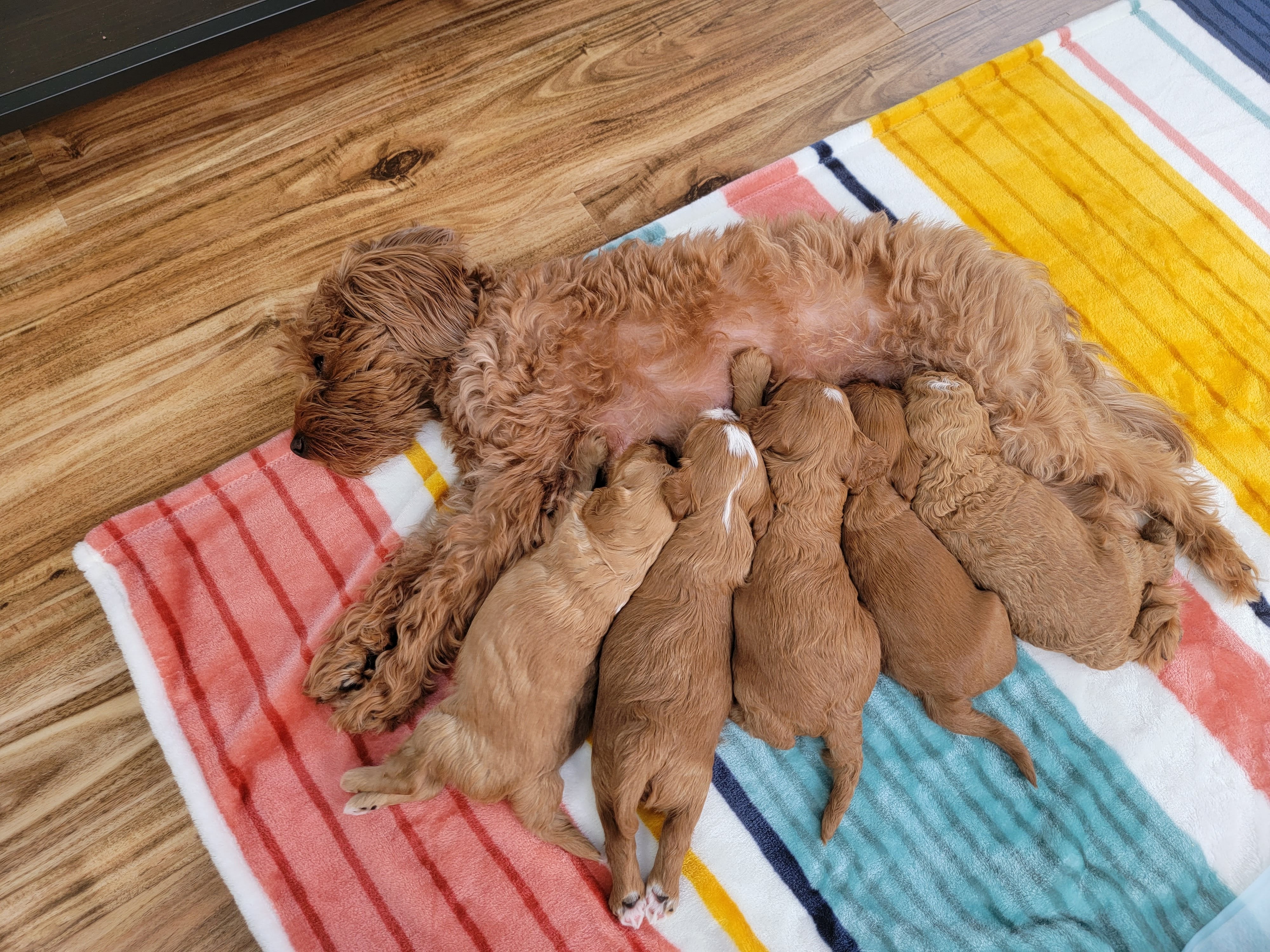 Cavapoo mother Millie with her beautiful litter of puppies at Carolina Springs Breeding
