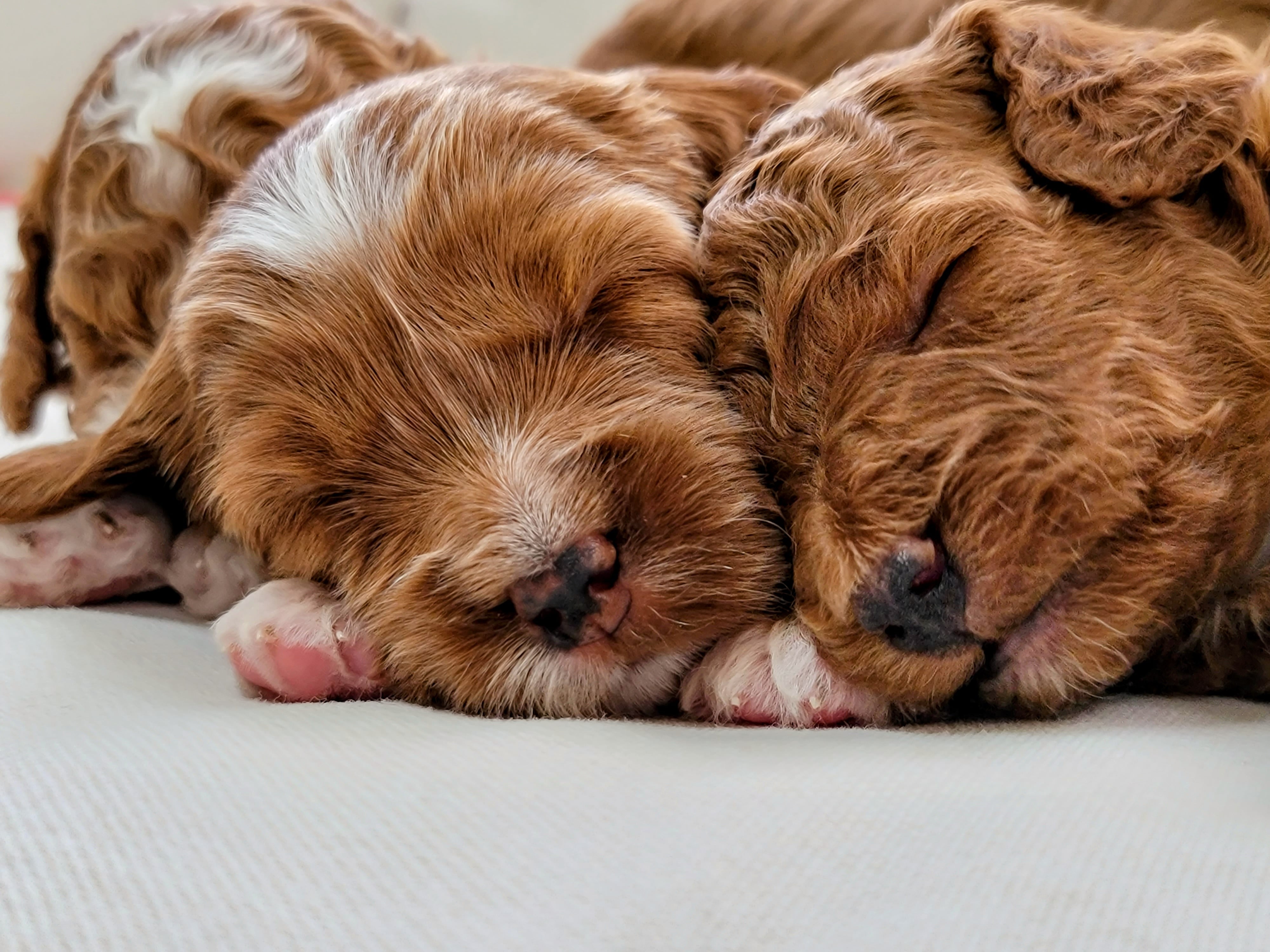 Peaceful sleeping Cavapoo puppies at Carolina Springs Breeding