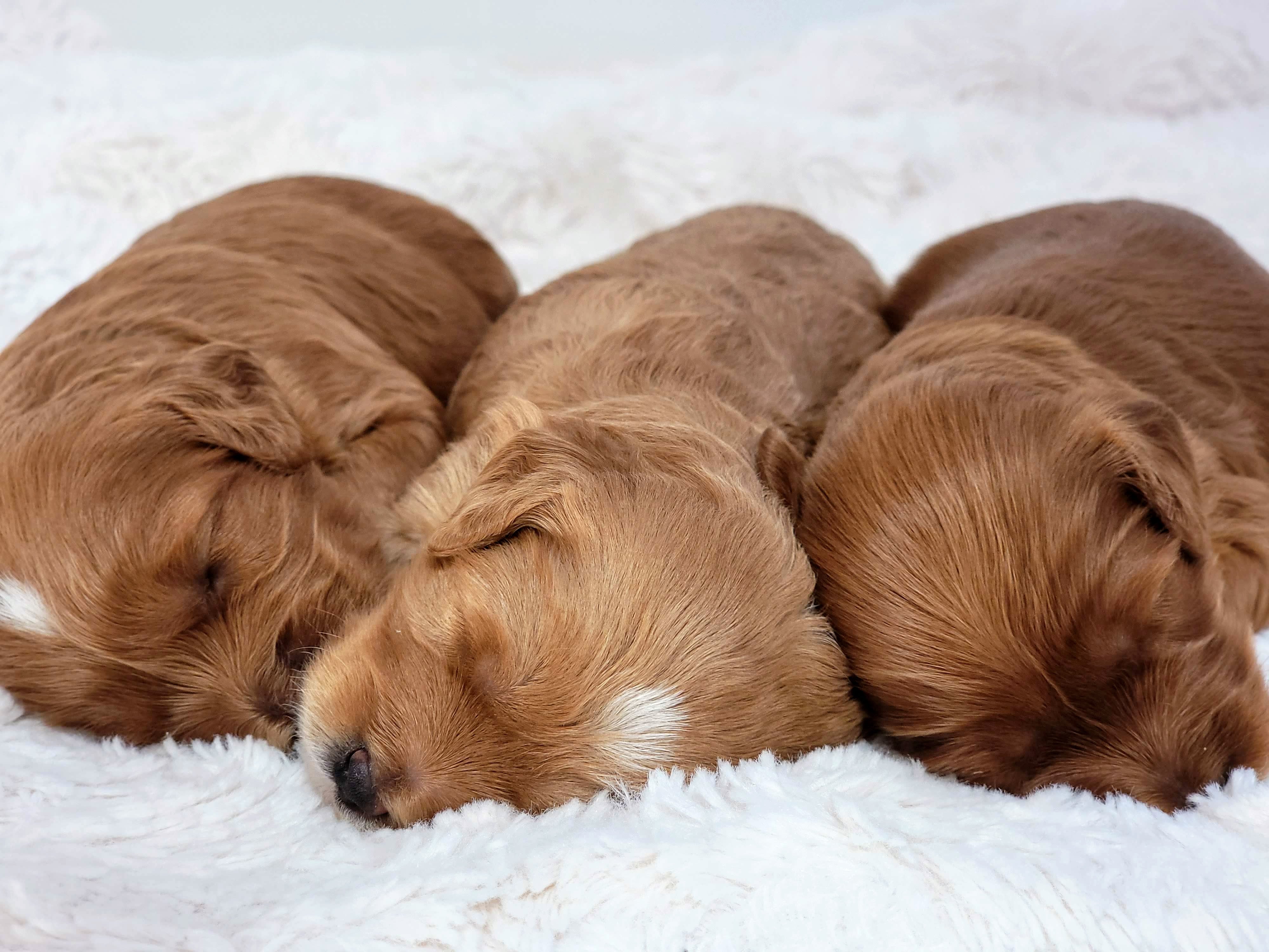 Three Cavapoo puppies sleeping peacefully like angels at Carolina Springs Breeding