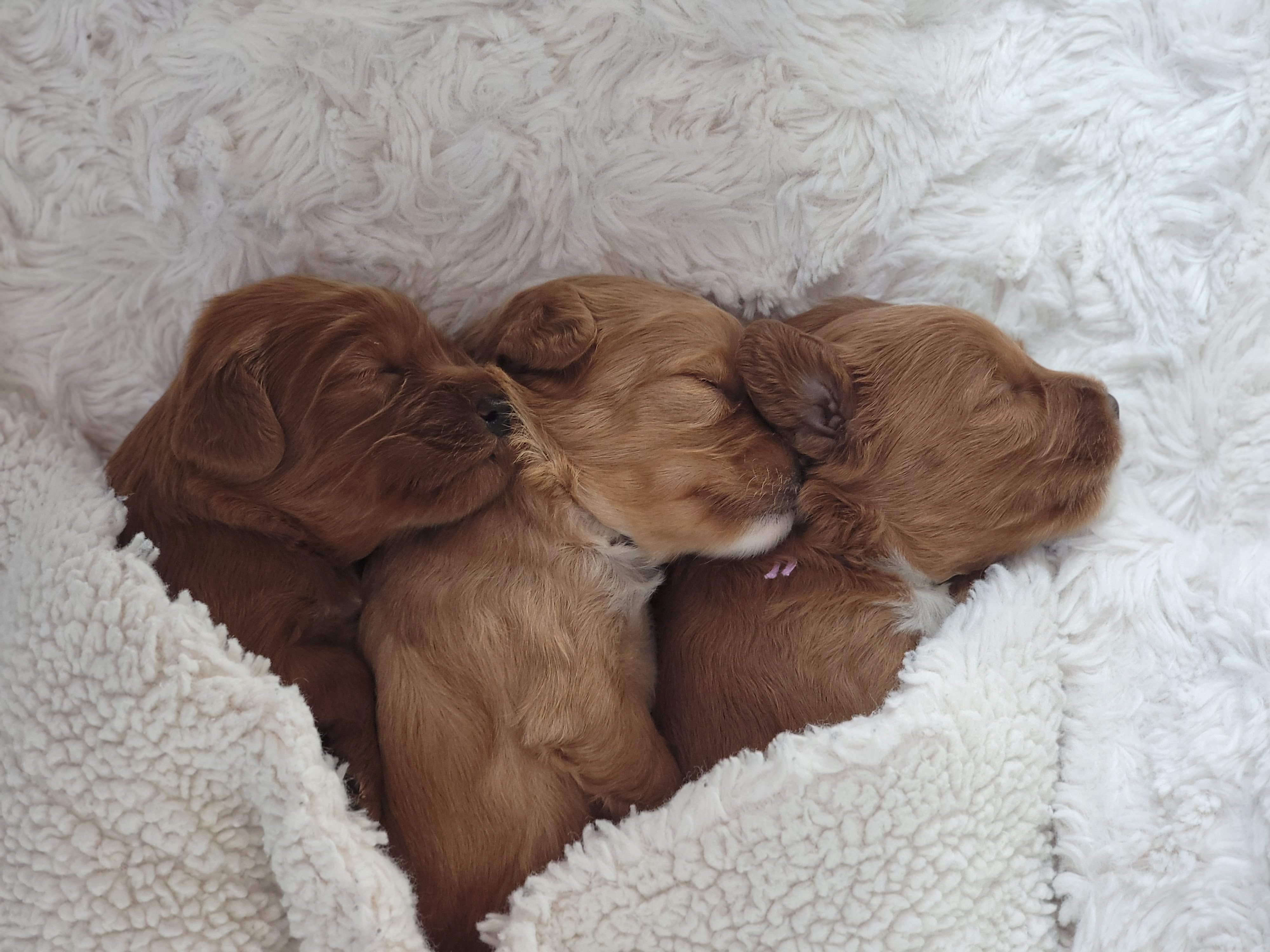 Three adorable Cavapoo puppies lined up in a row at Carolina Springs Breeding