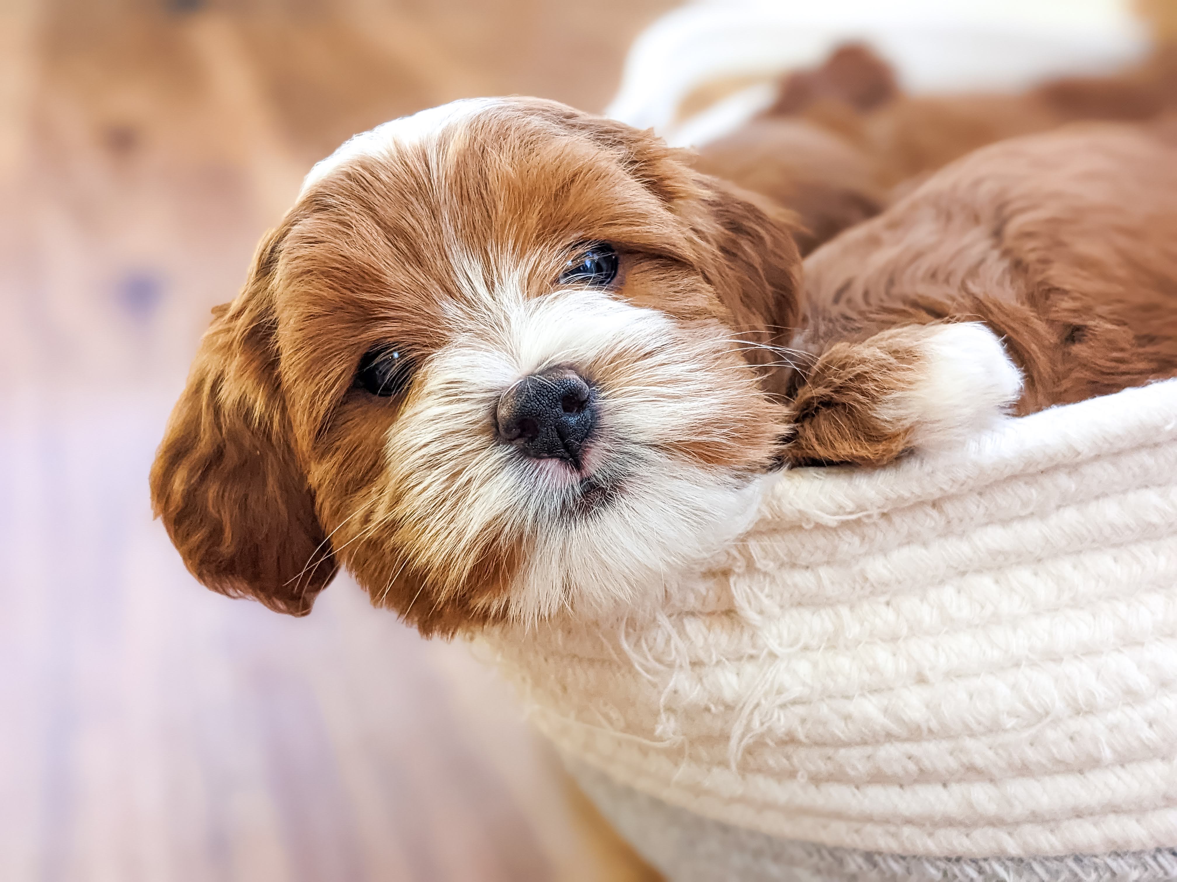 Adorable Cavapoo puppy sitting in a wicker basket at Carolina Springs Breeding