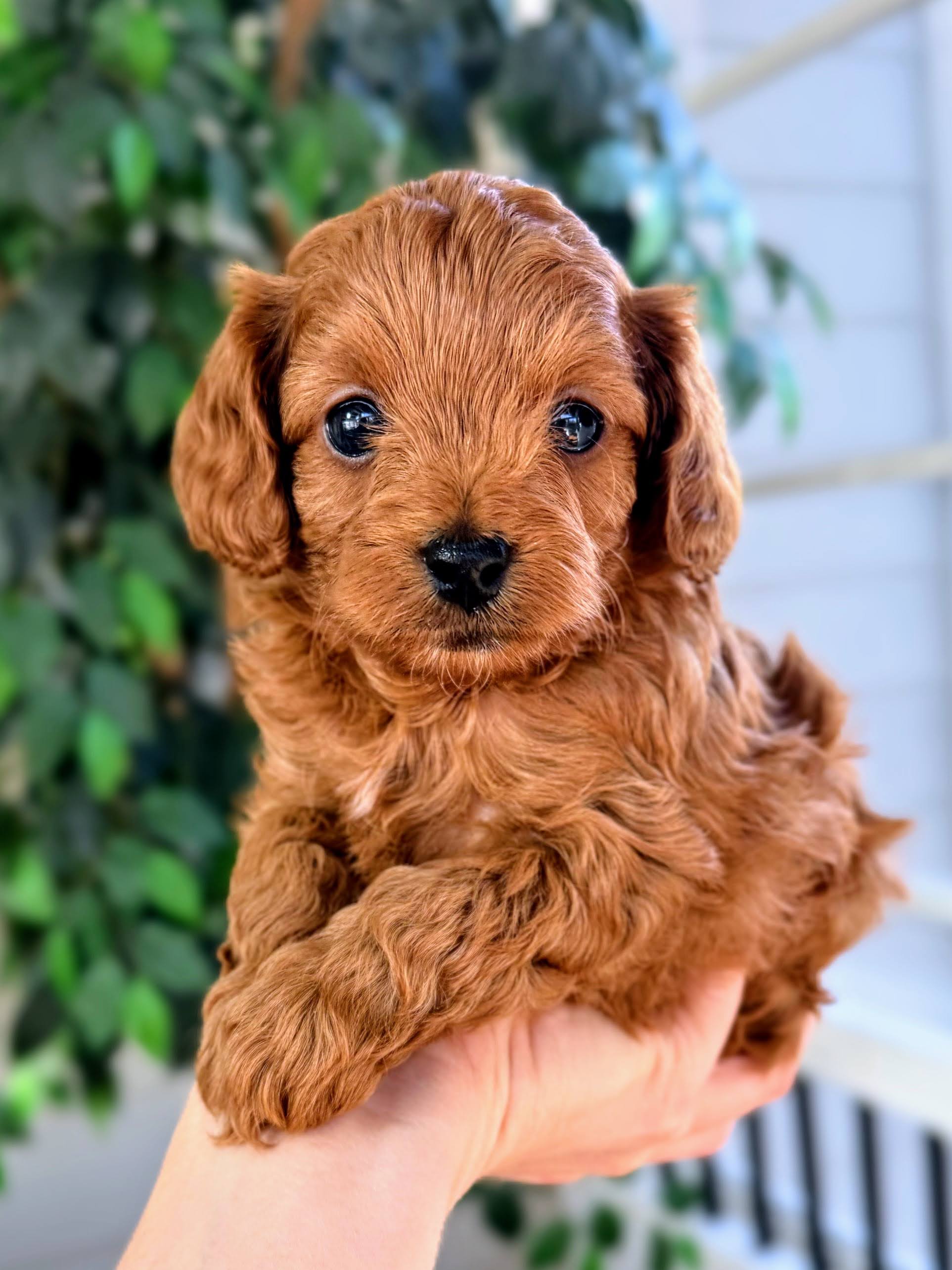 Alert Cavapoo puppy with bright, intelligent eyes at Carolina Springs Breeding