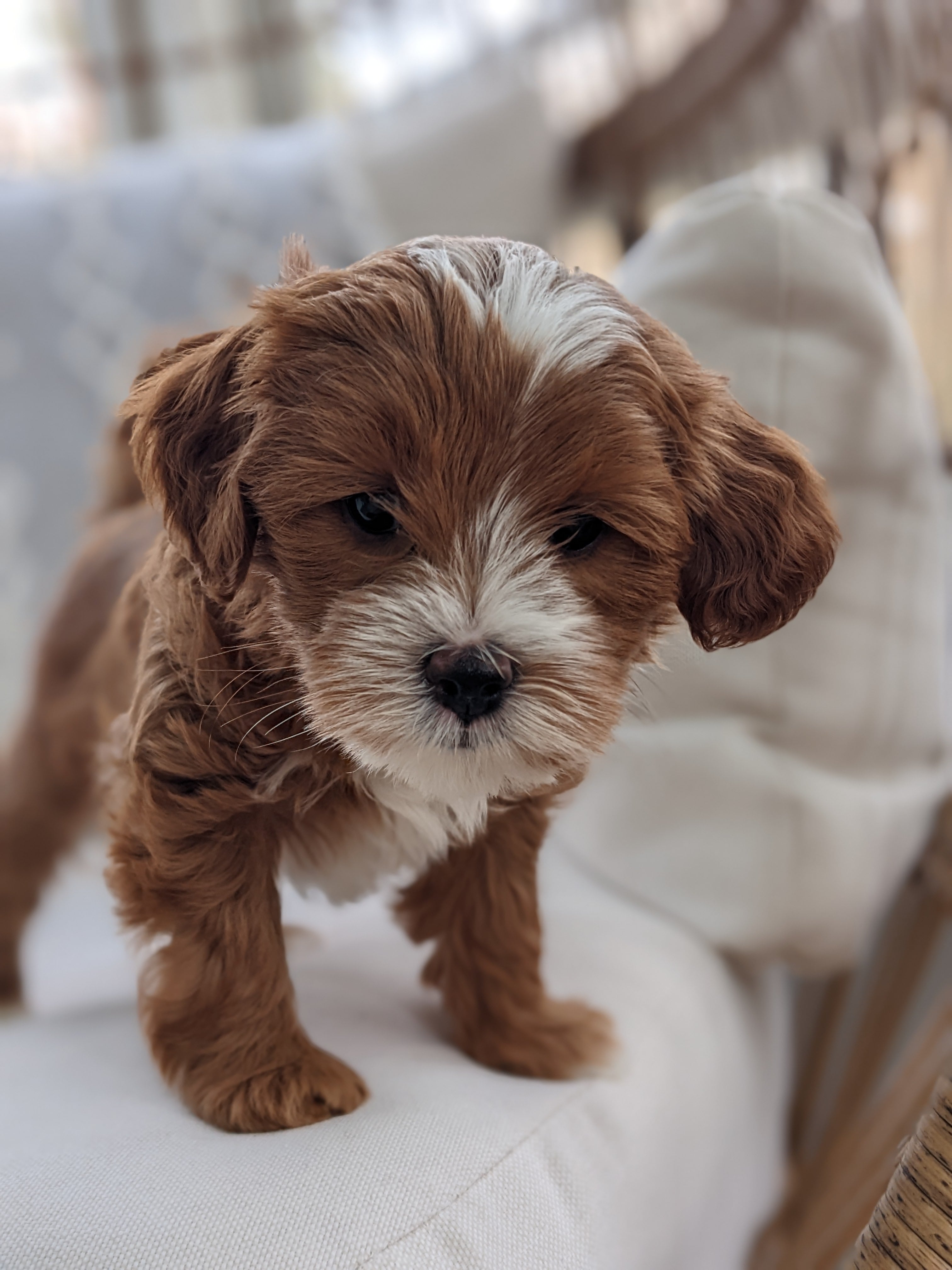 Cavapoo puppy with curious and alert expression at Carolina Springs Breeding