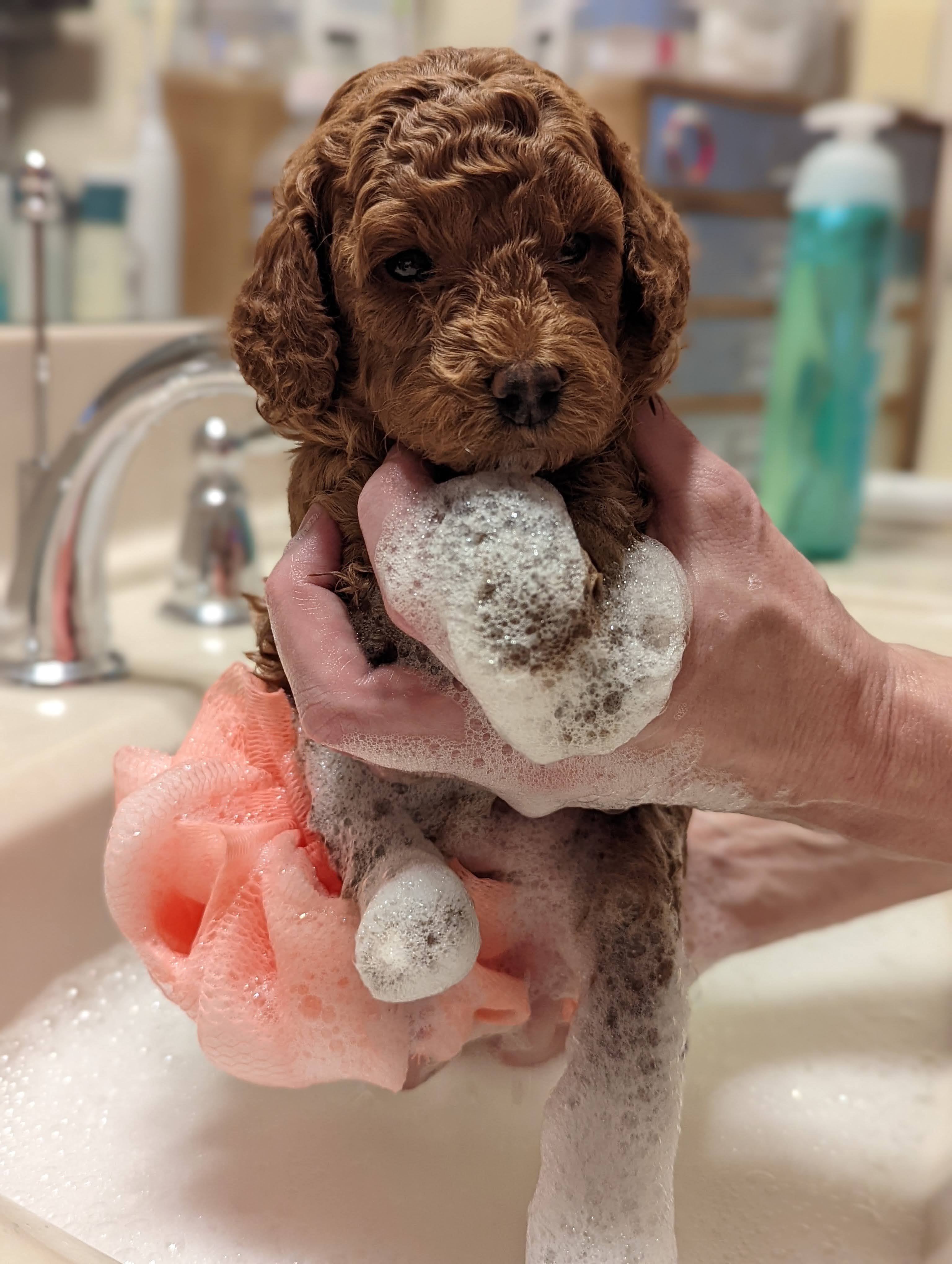 Calm and gentle Cavapoo puppy from February 2022 litter