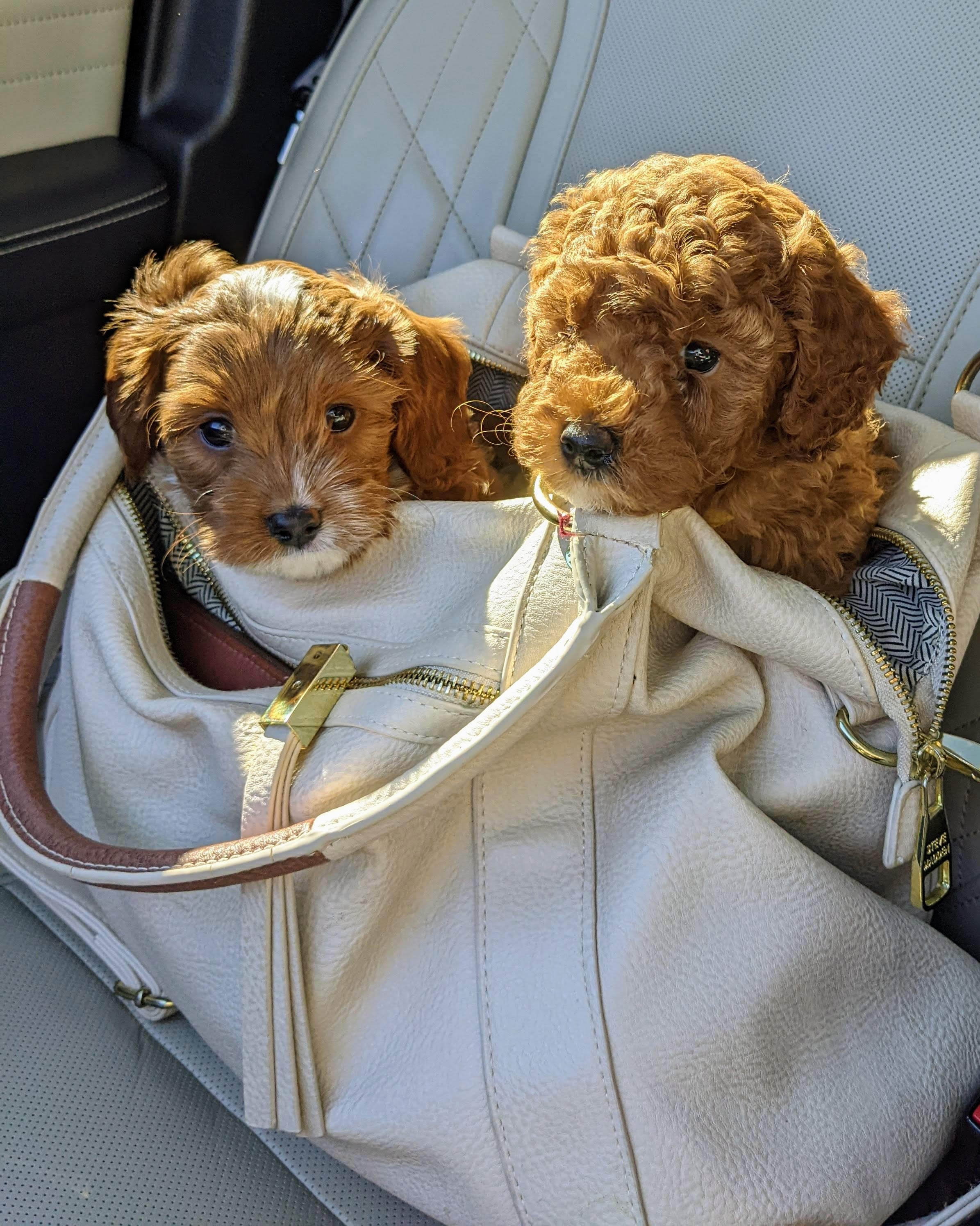 Cavapoo puppy enjoying outdoor time in March 2022 at Carolina Springs