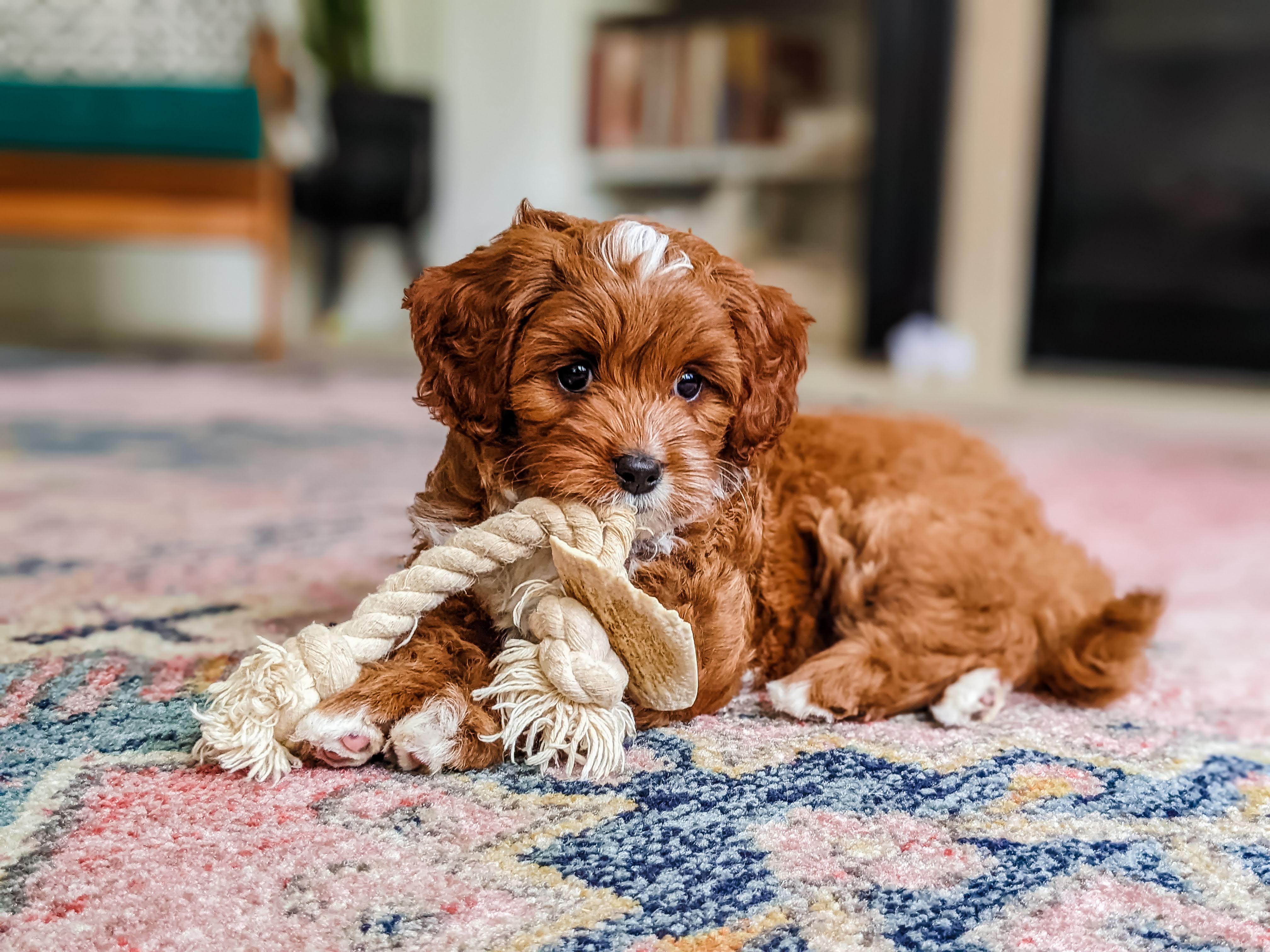 Professional Cavapoo puppy portrait from March 2022 Carolina Springs litter