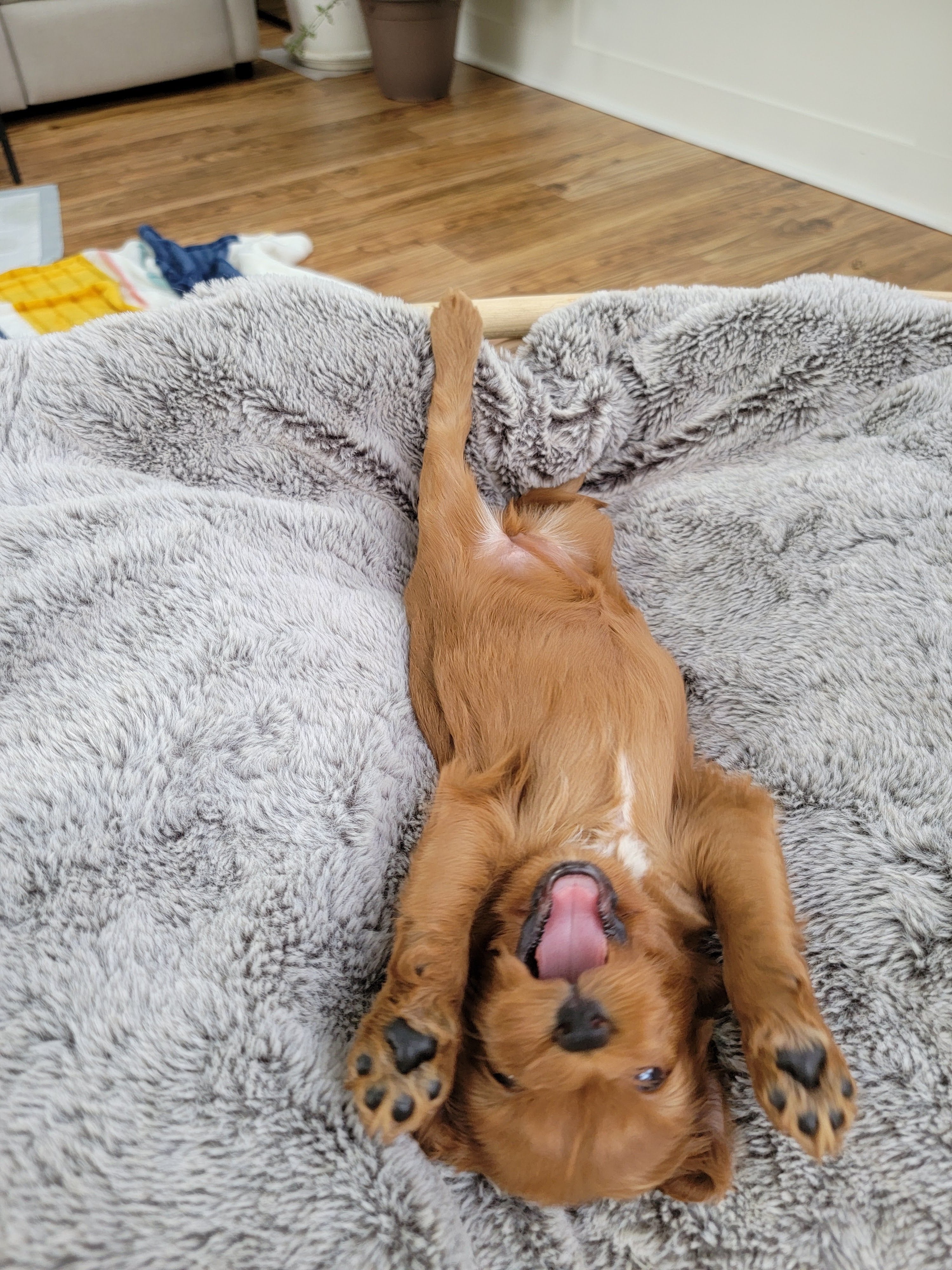 Playful Cavapoo puppy in adorable upside-down pose at Carolina Springs Breeding