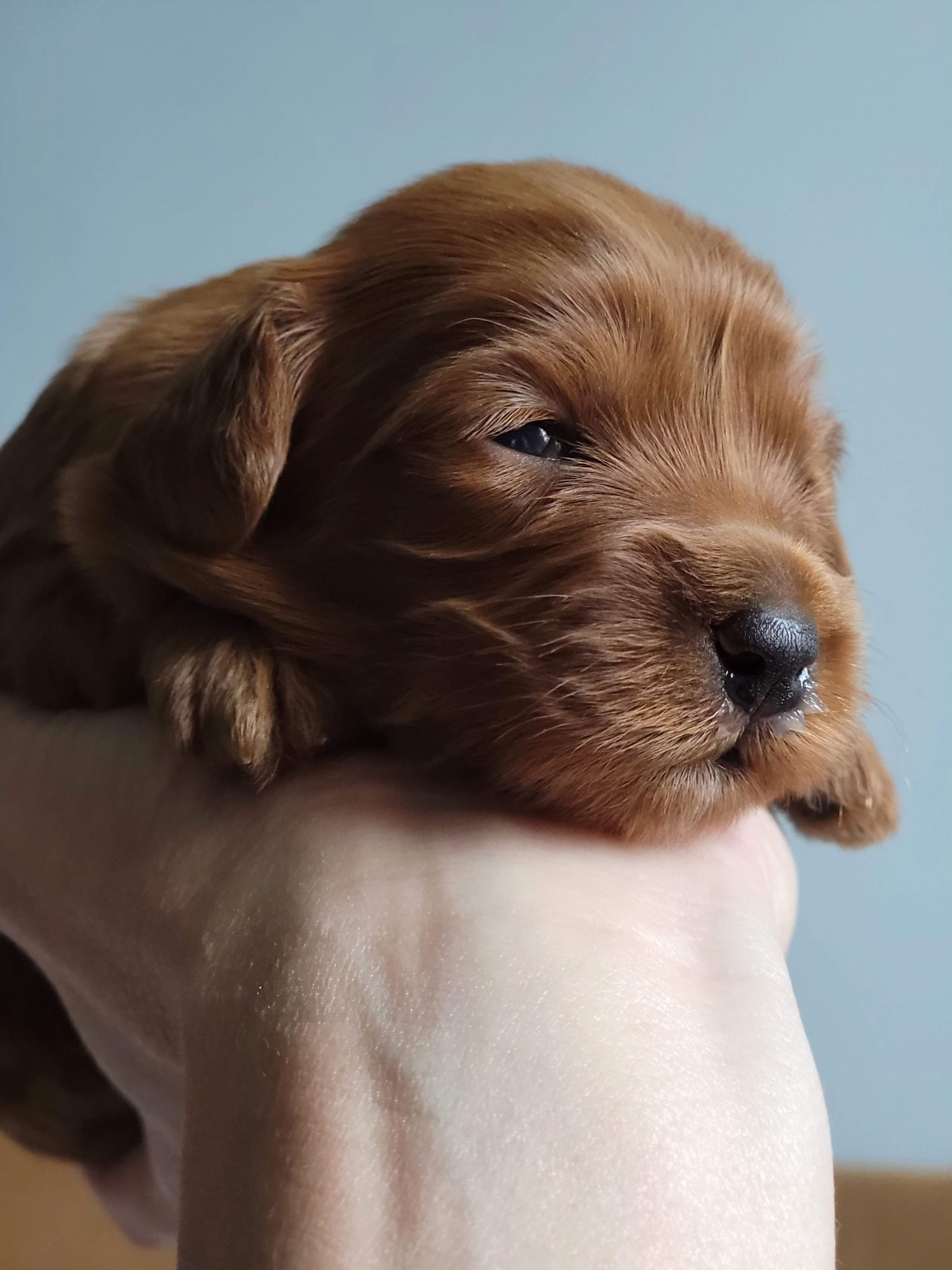 Proud Cavapoo puppy in an upright pose at Carolina Springs Breeding