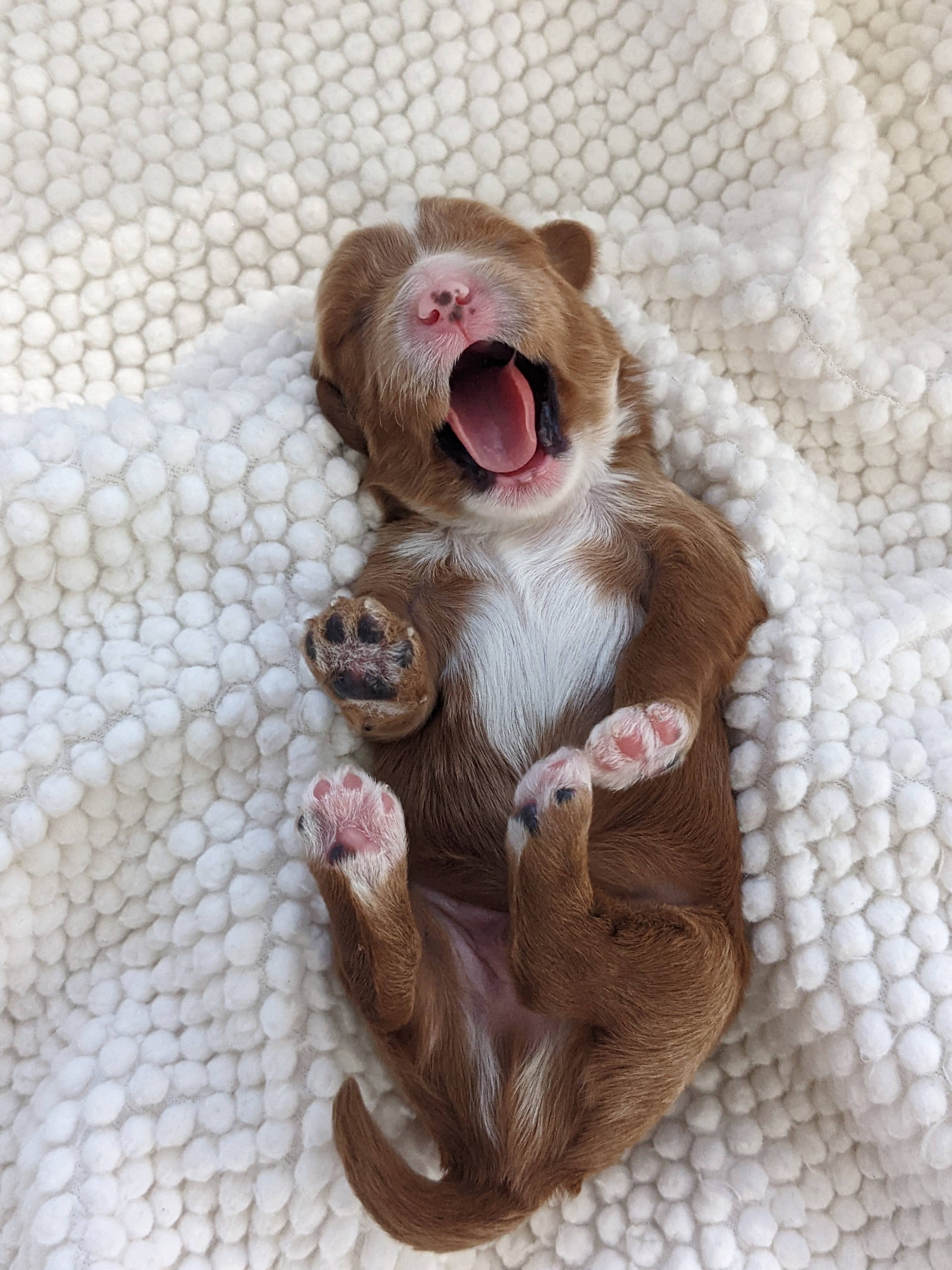 Beautiful Cavapoo puppy portrait from September 2022 litter