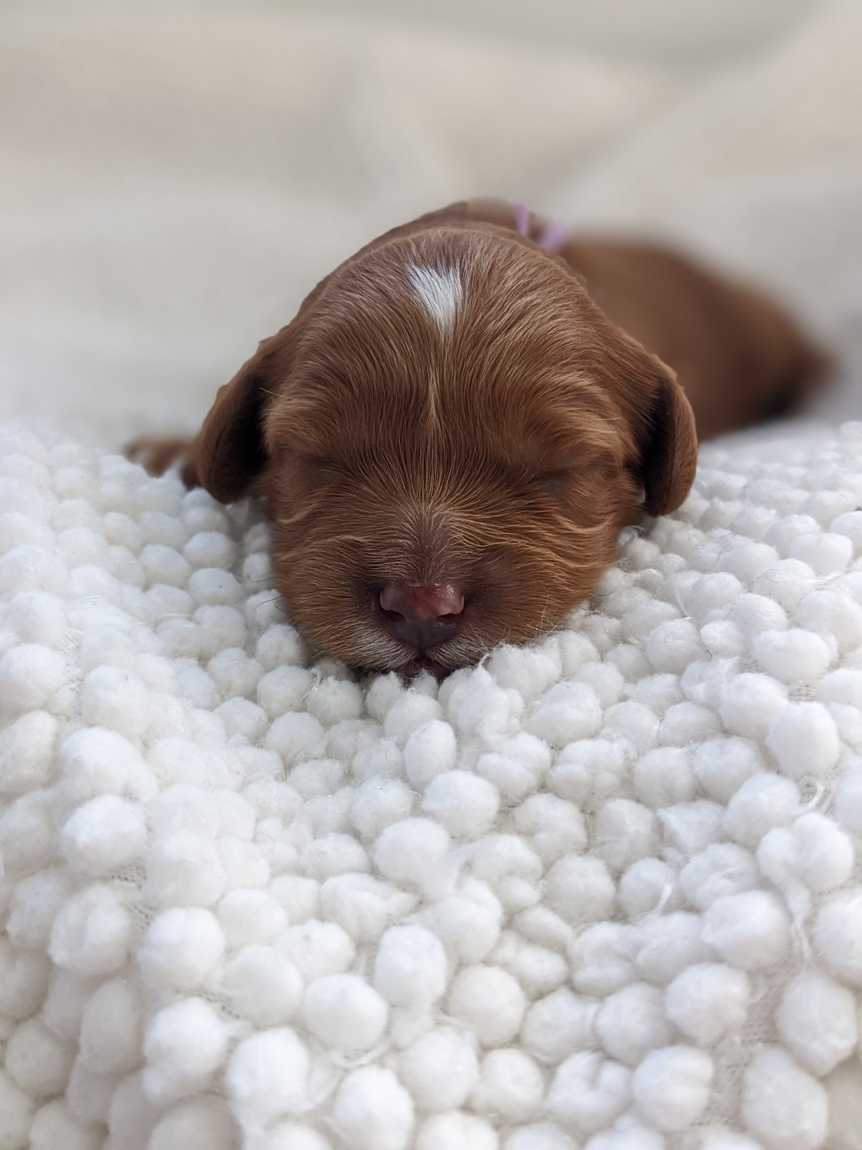 Fluffy Cavapoo puppy with expressive eyes from September 2022