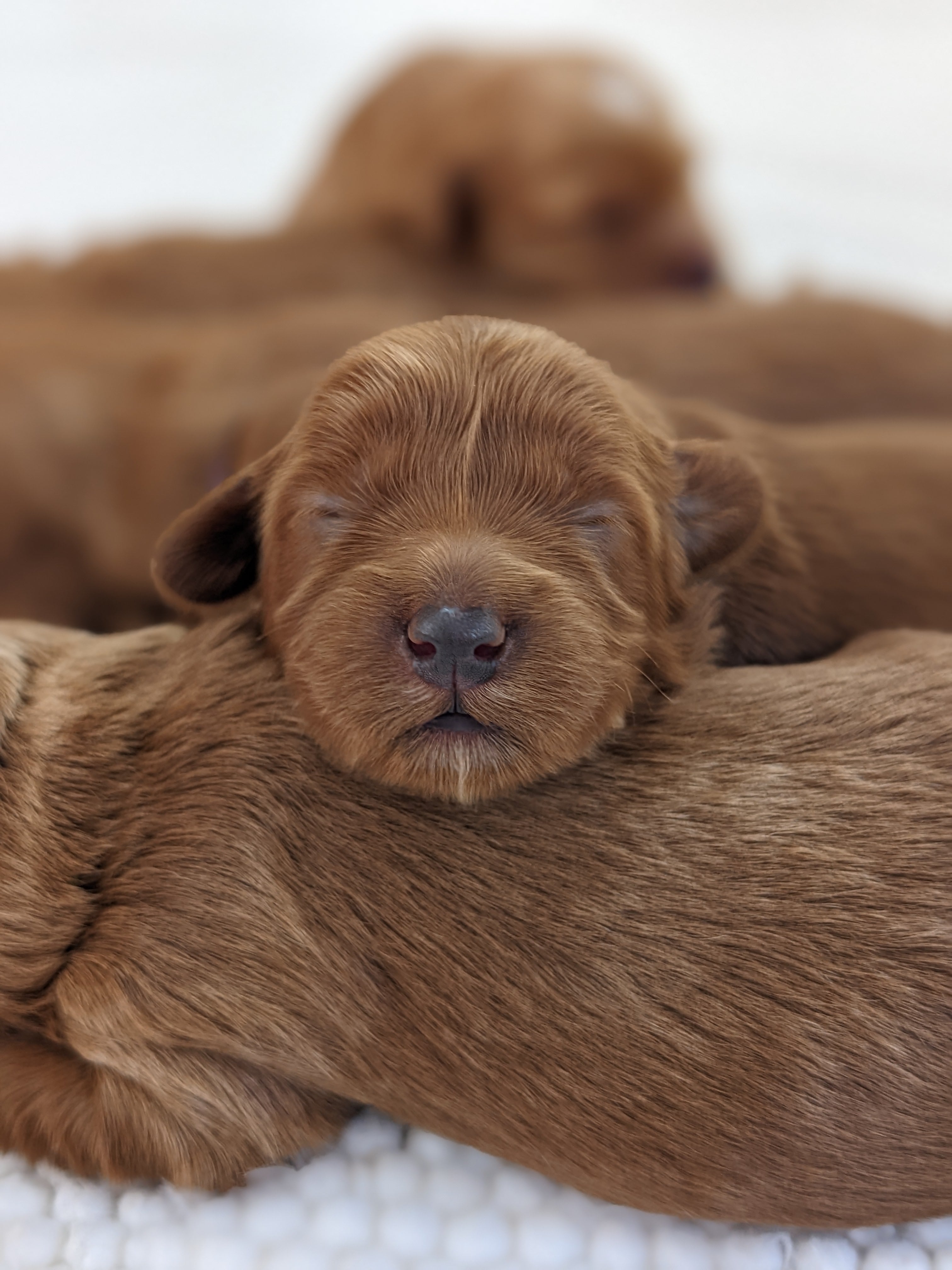 Cavapoo puppy with perfect coat markings from September 2022 breeding
