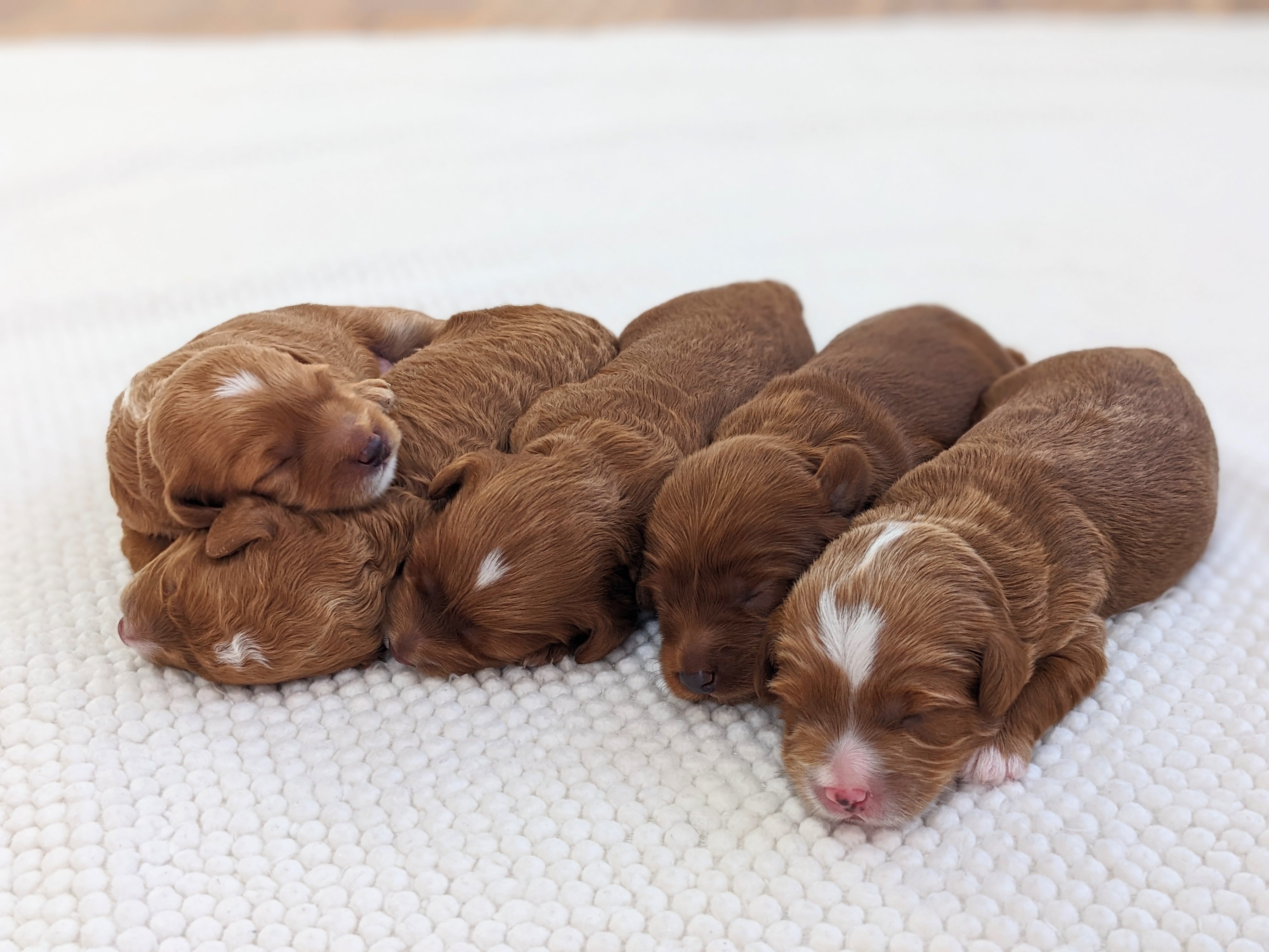 Teddy bear-like Cavapoo puppy from Carolina Springs September 2022 litter