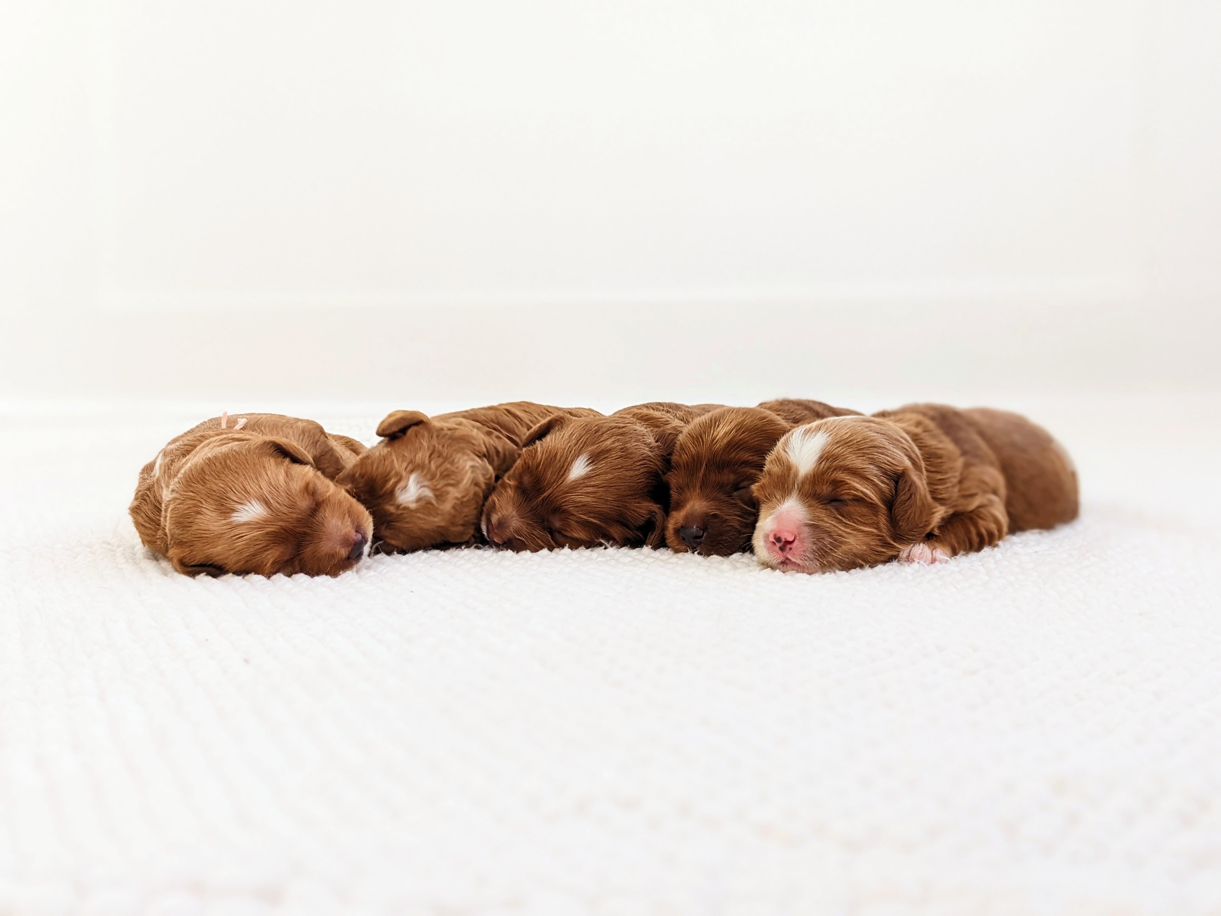 Happy Cavapoo puppy from September 2022 showing joyful expression