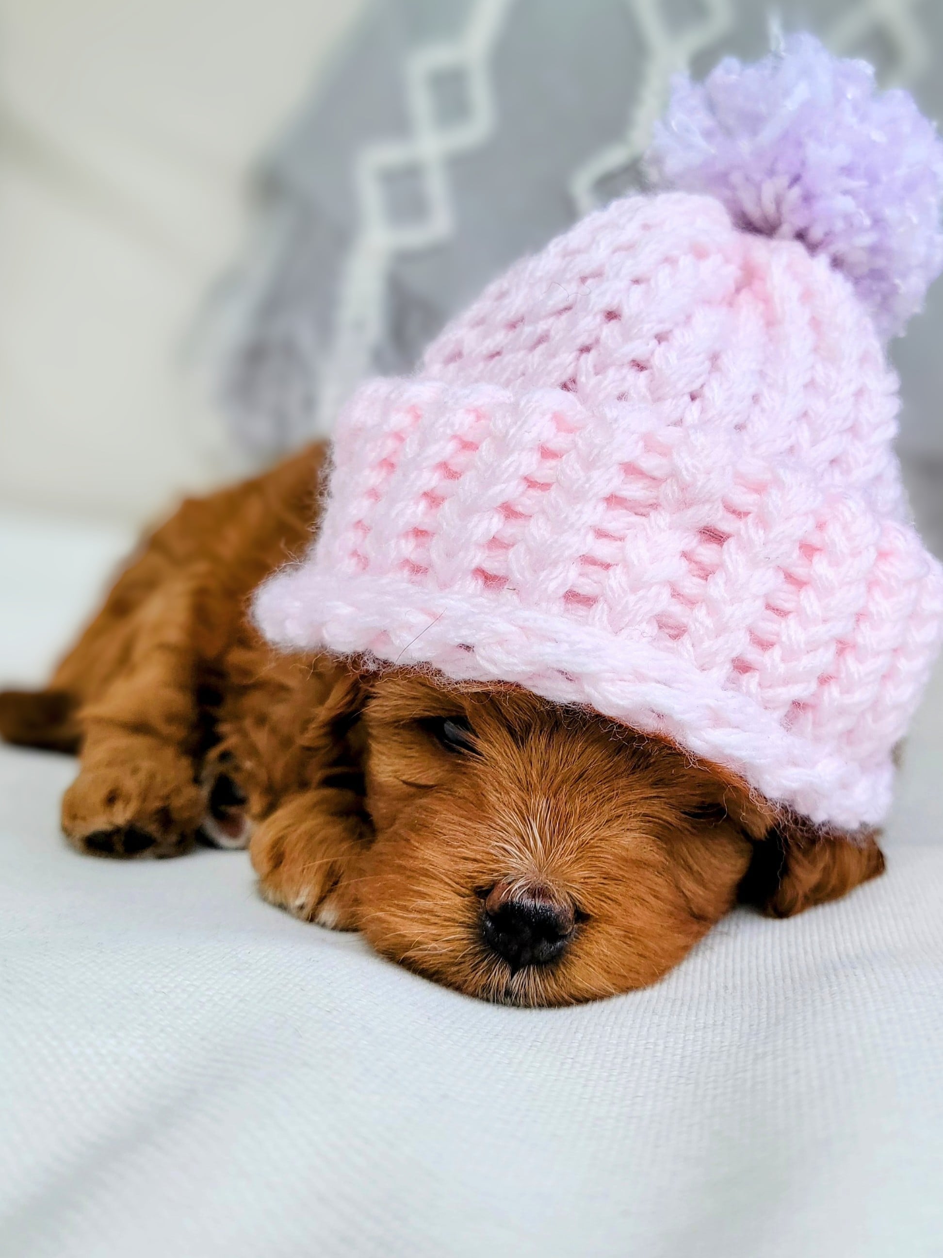 Adorable Cavapoo puppy wearing a cozy winter hat at Carolina Springs Breeding