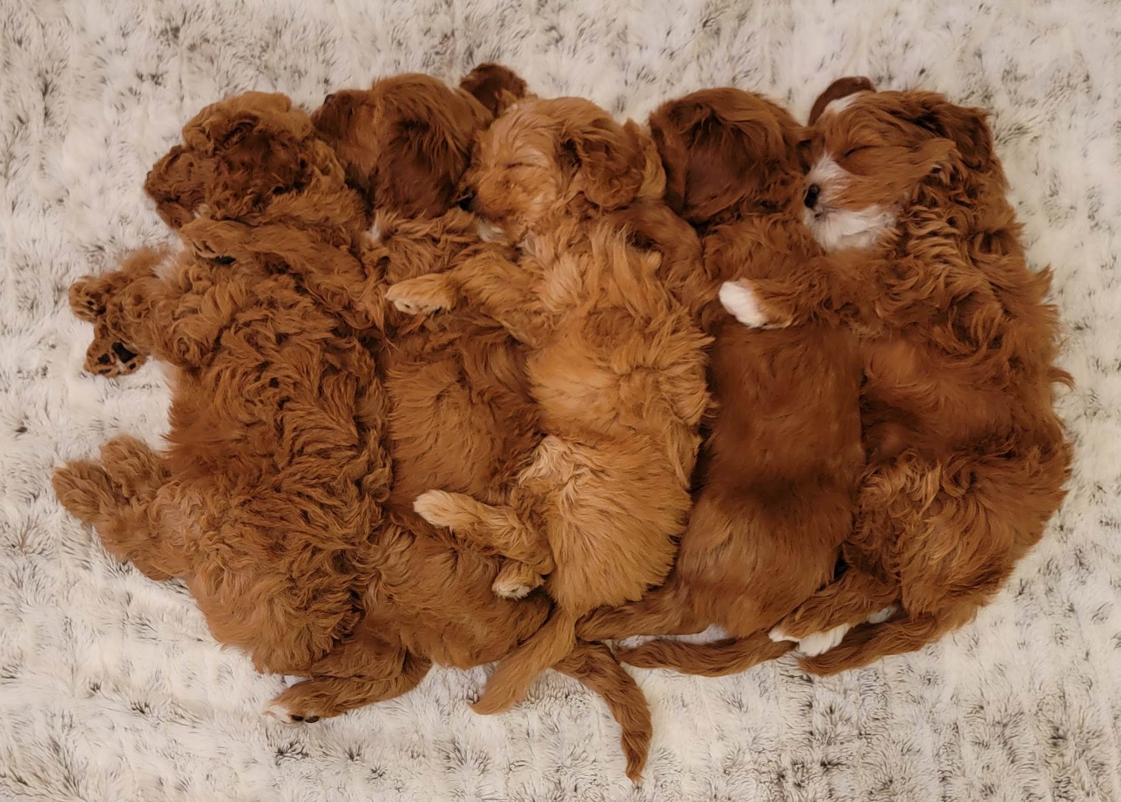 Five adorable Cavapoo puppies sleeping together at Carolina Springs Breeding