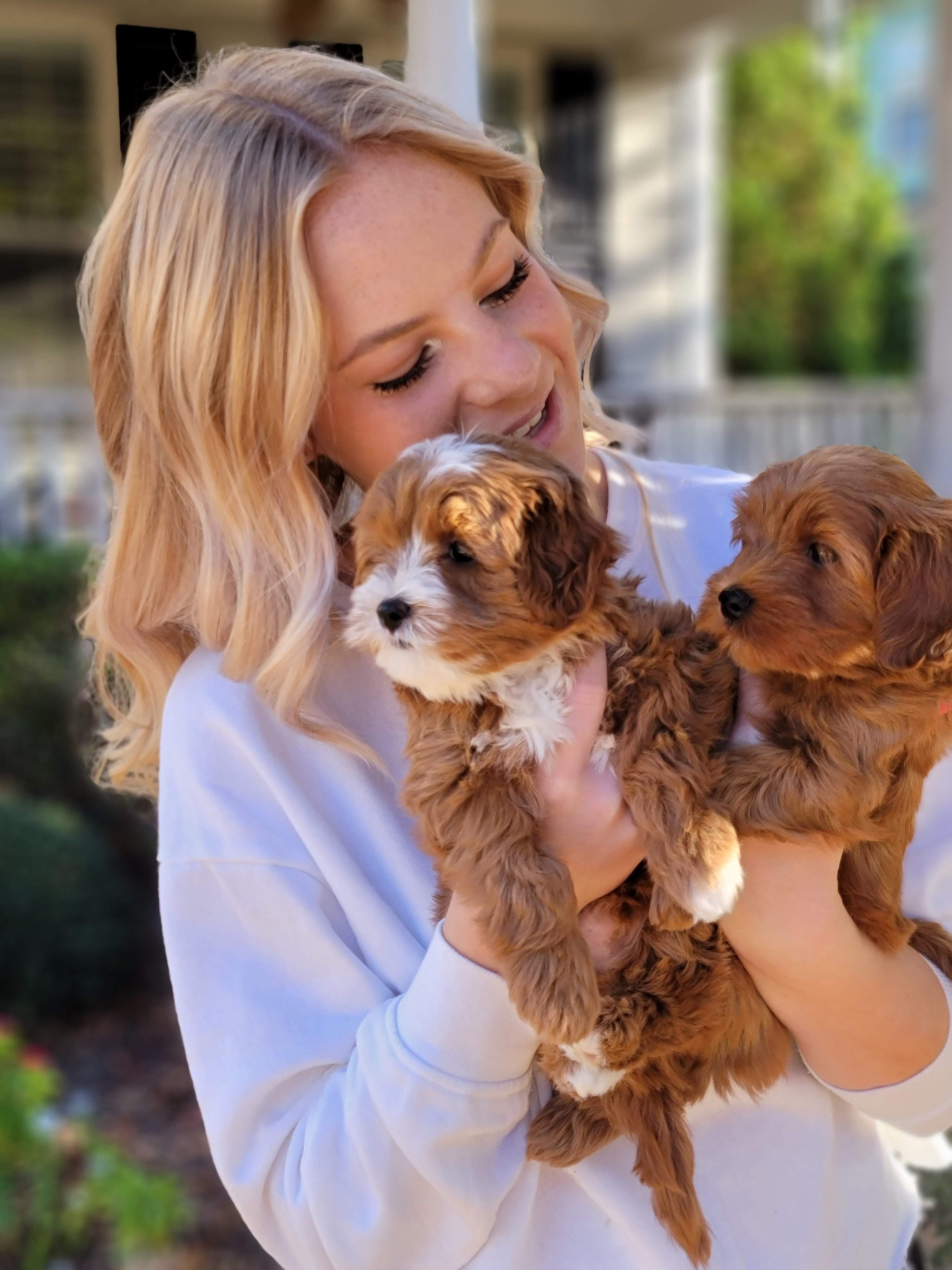 Young girl absolutely delighted by two Cavapoo puppies from Carolina Springs Breeding